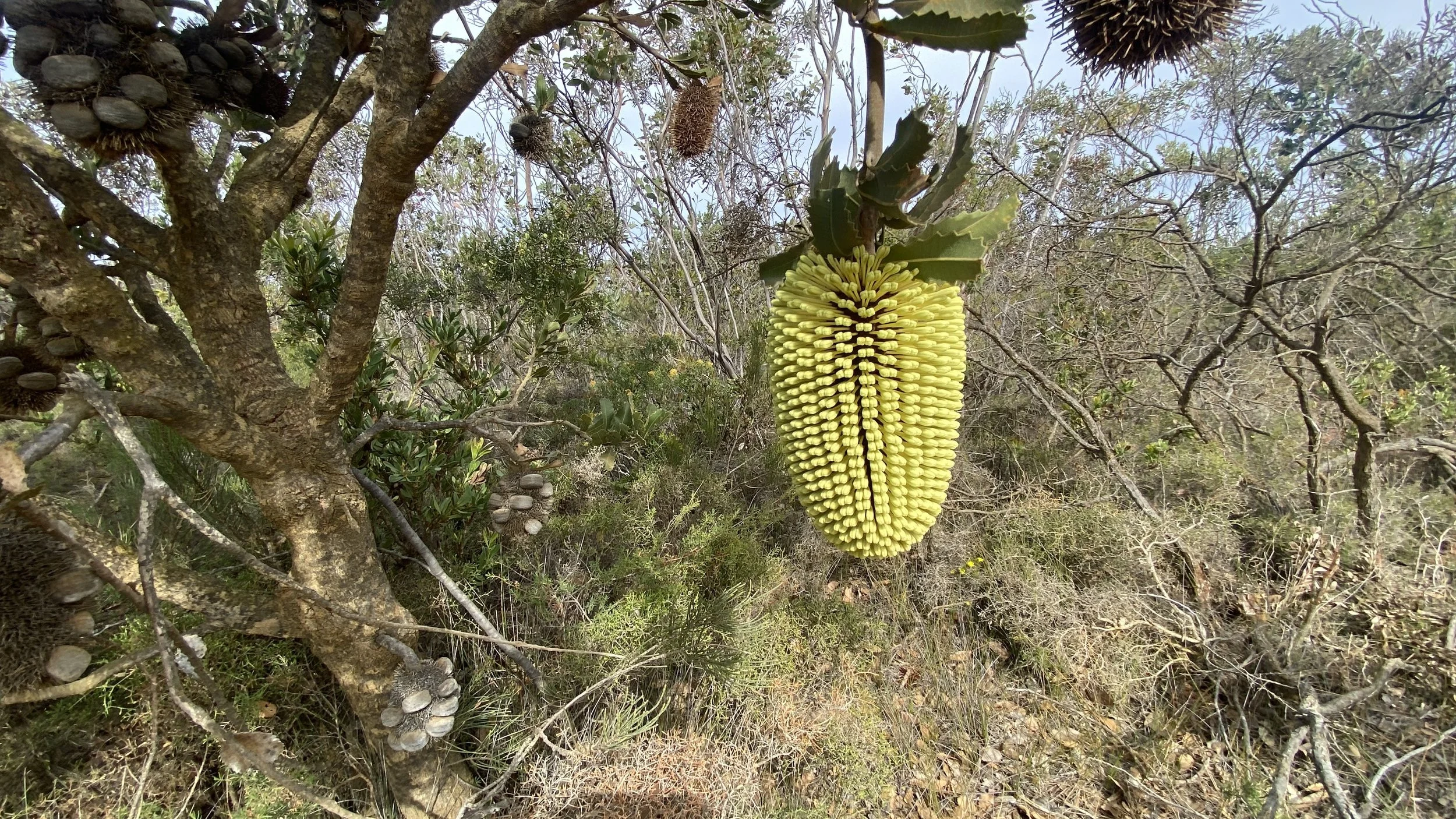 Banksia lemanniana - Yellow Lantern Banksia 1.JPG