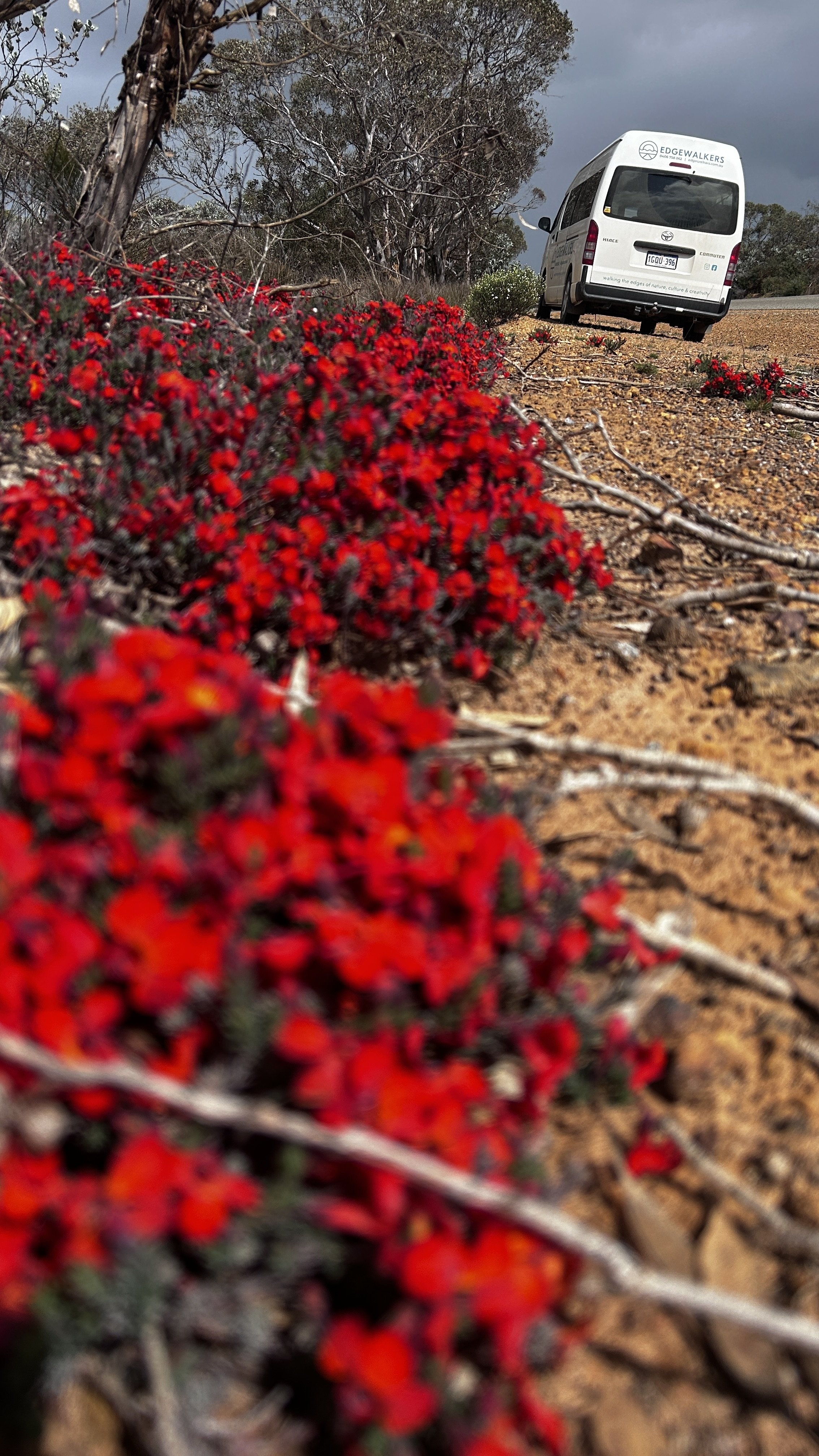 Wildflowers Stirling Ranges 24 27.jpg