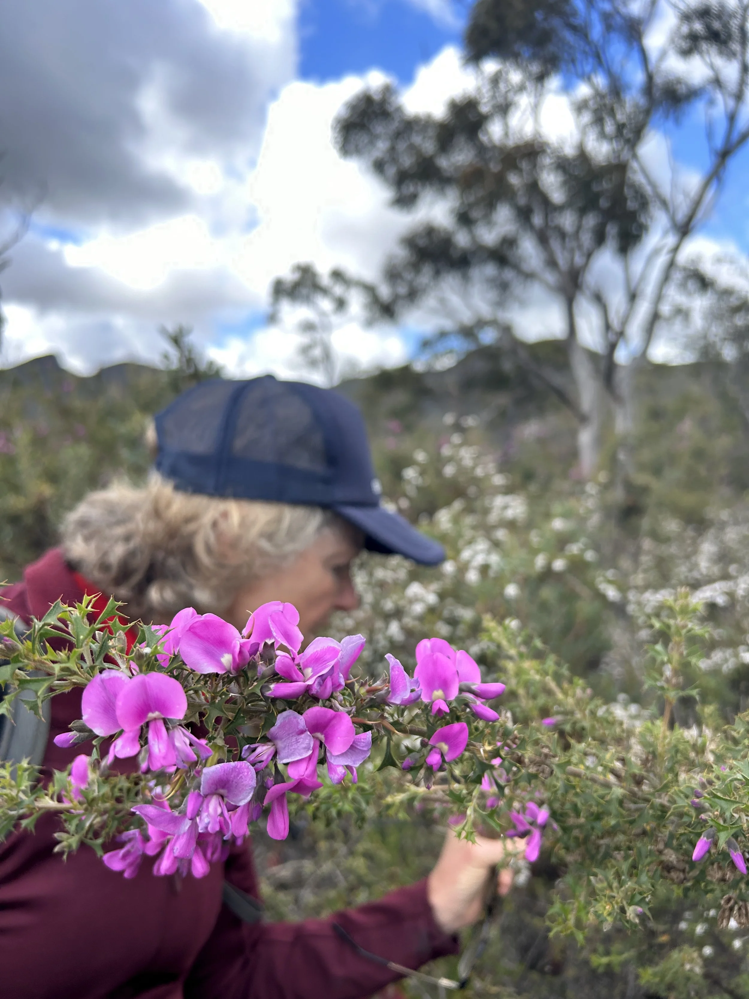 Painted Lady - Gampholobium scabrium 2023.JPG