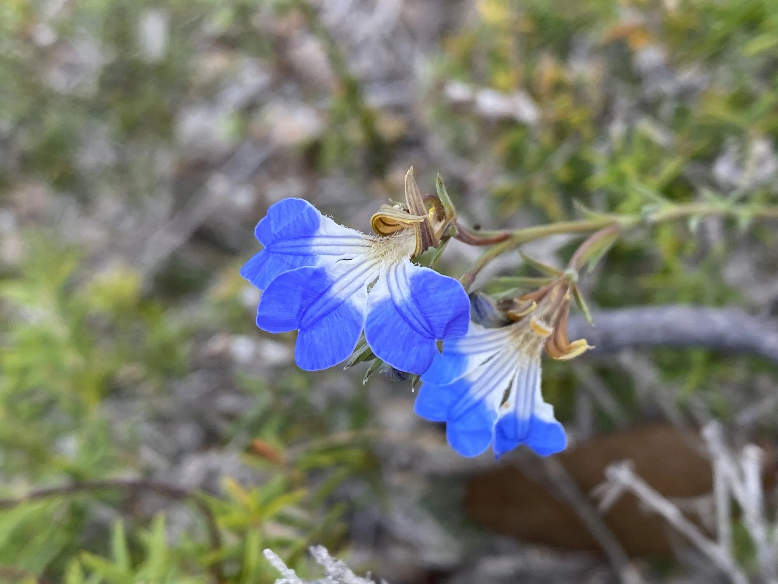Lecenaultia hemer.JPG