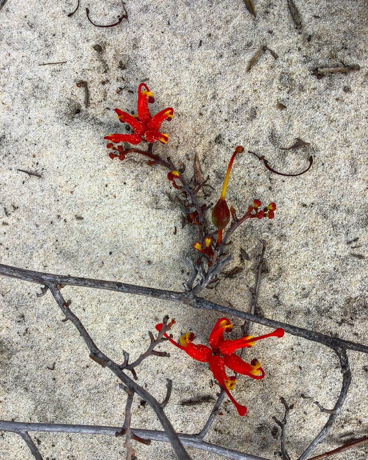 Grevillea nudifolia 1.jpg