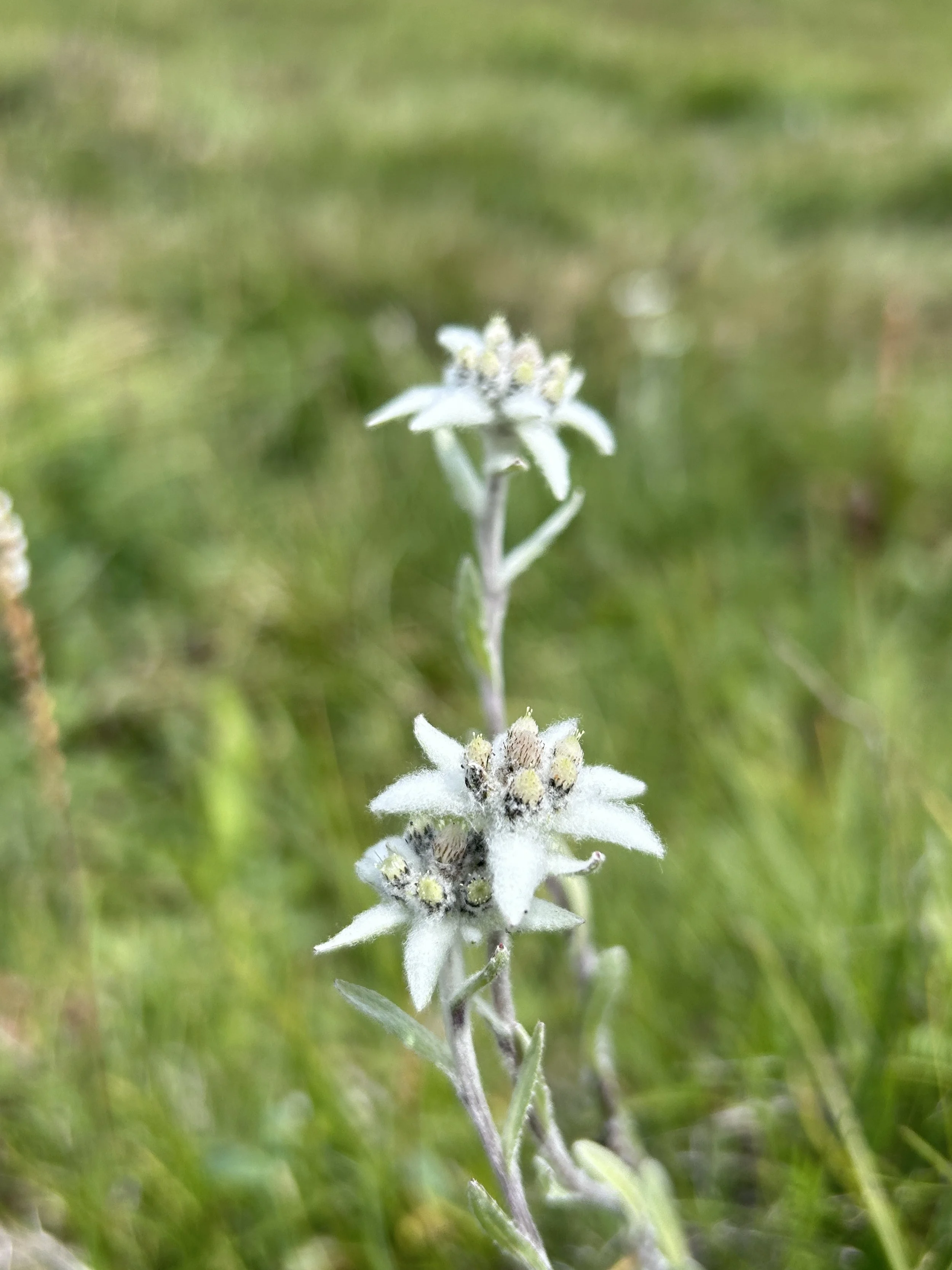 Mongolia Walking Adventure 2024 9.JPG