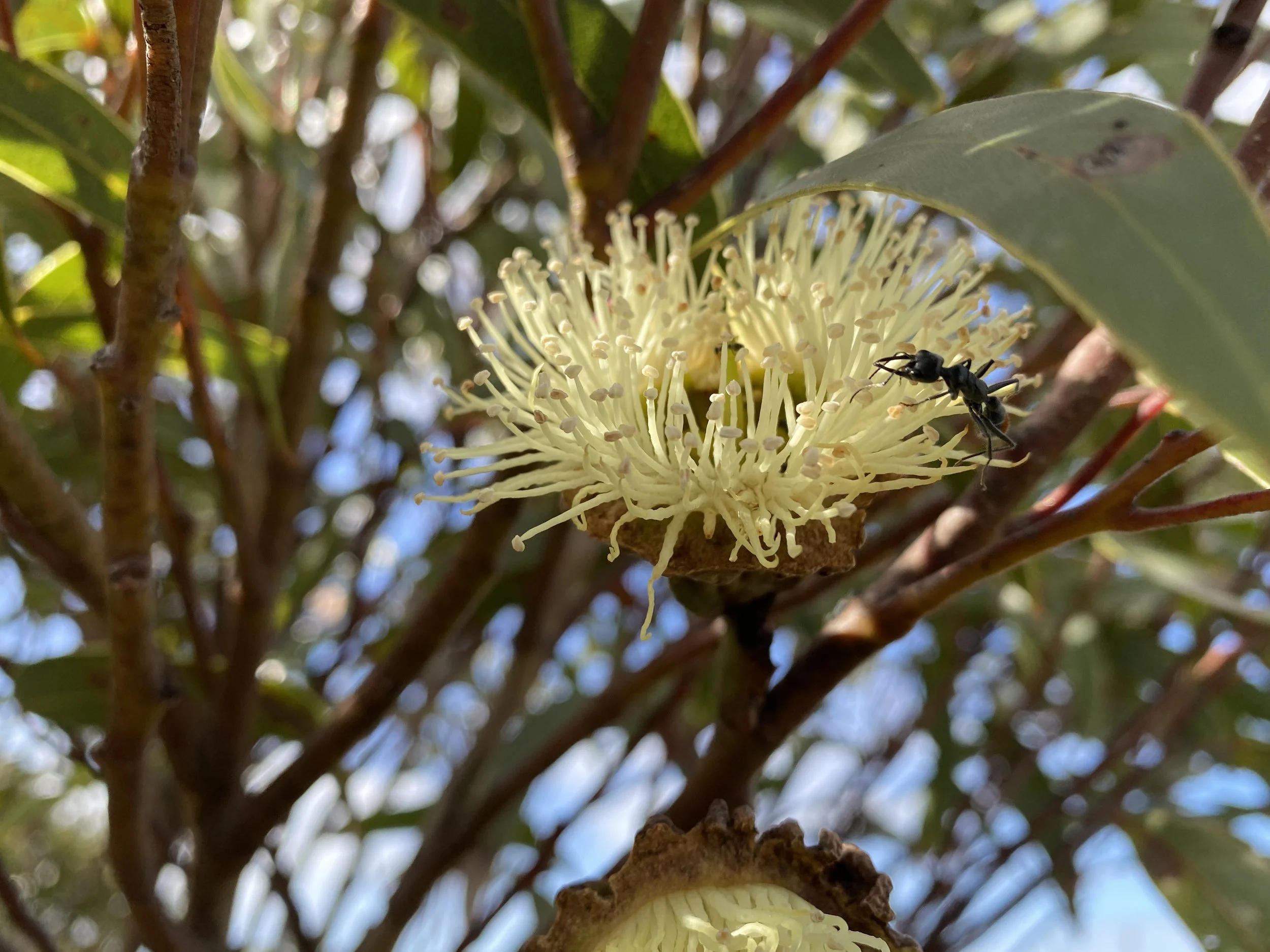 Eucalyptus coronata 2.JPG