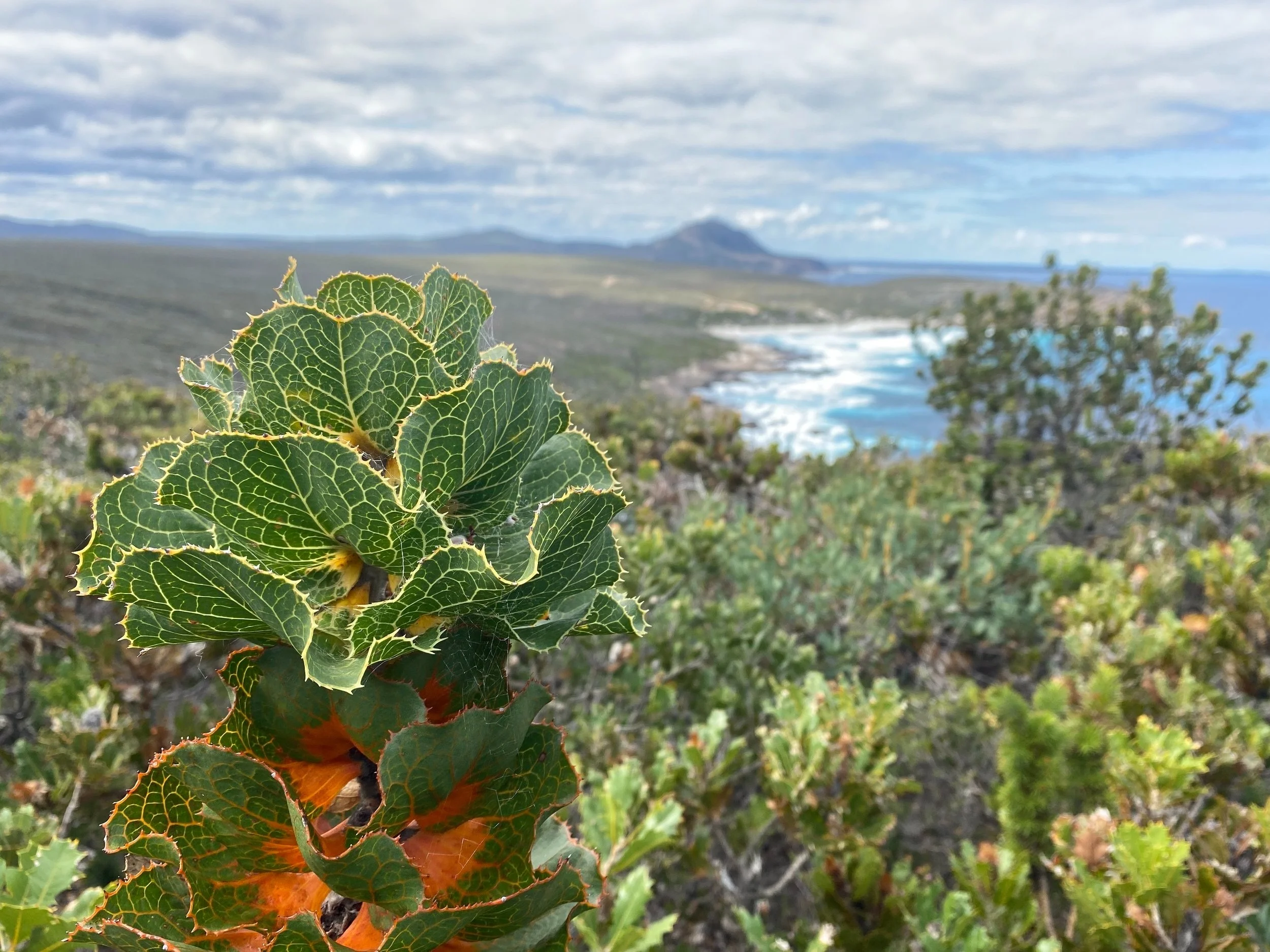 Roayla+Hakea+-+East+Mt+Barren+background.jpg