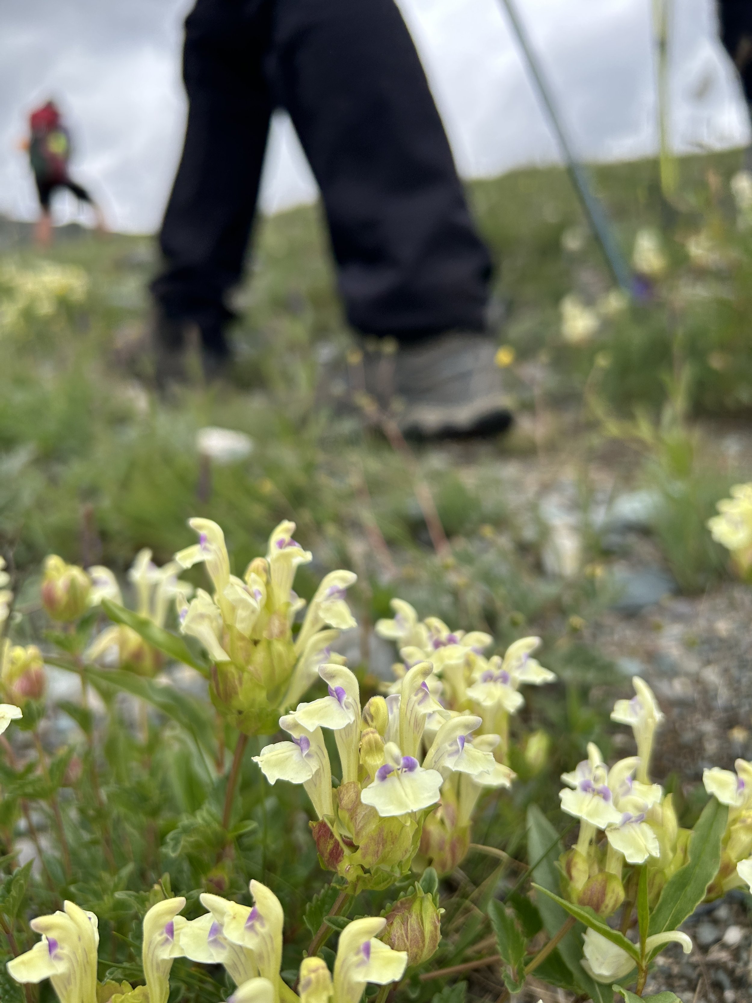 Tavan Bogd NP 2023 1 3003.JPG