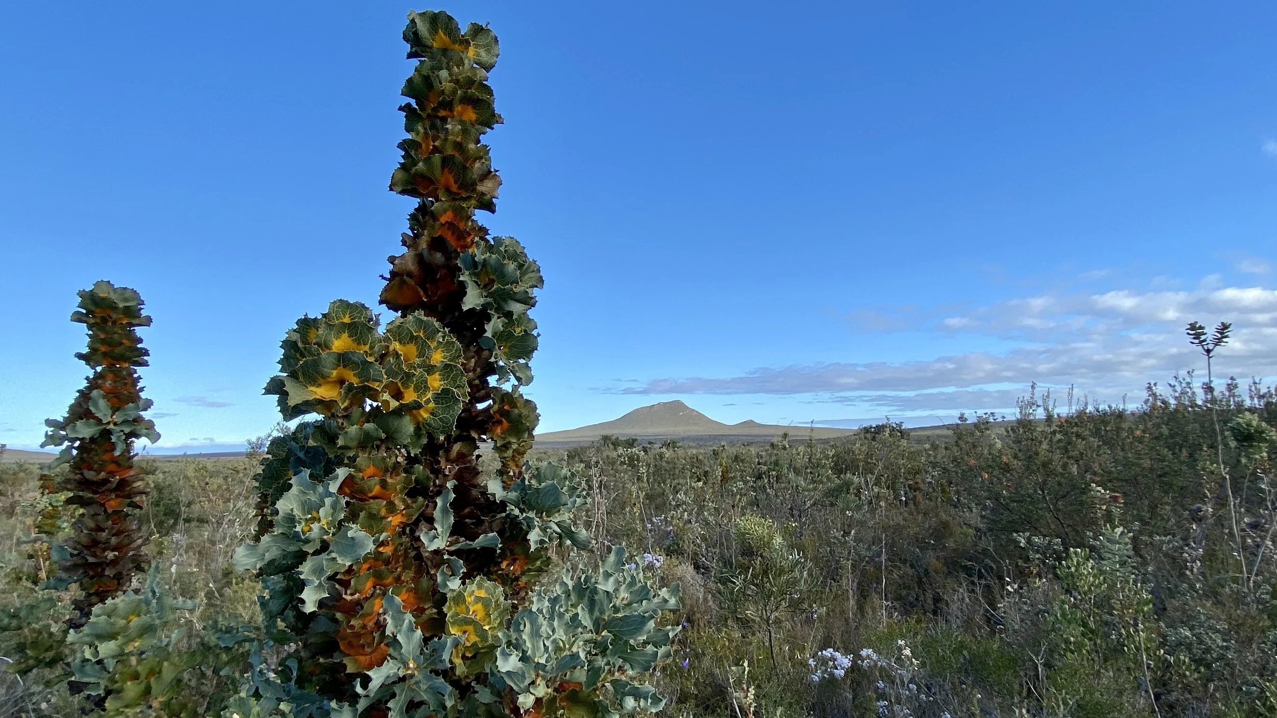 Royal Hakea - Fitzgerald River National Park .jpg