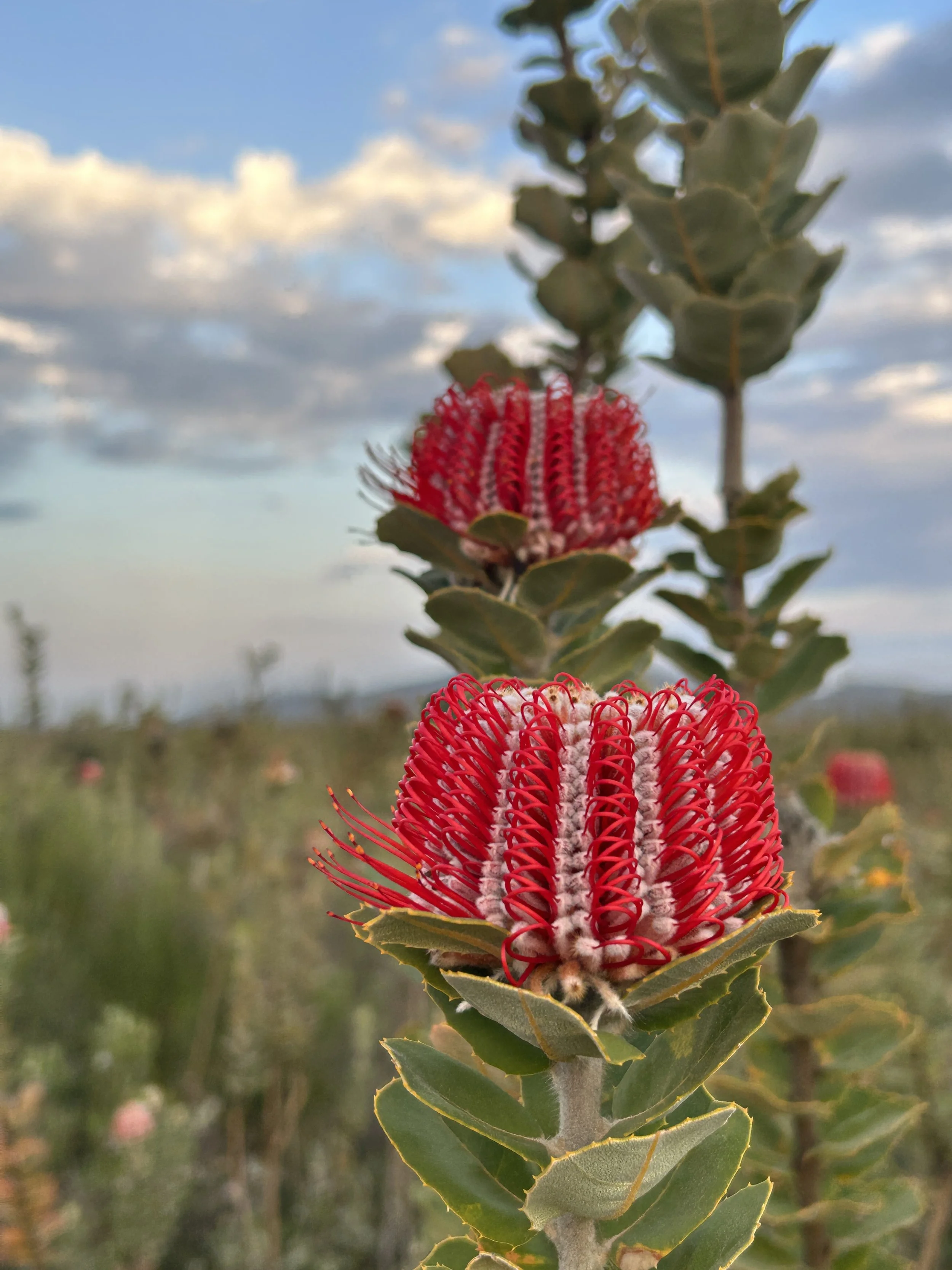 Banksia coccinea Scarlet Banksia 1.JPG