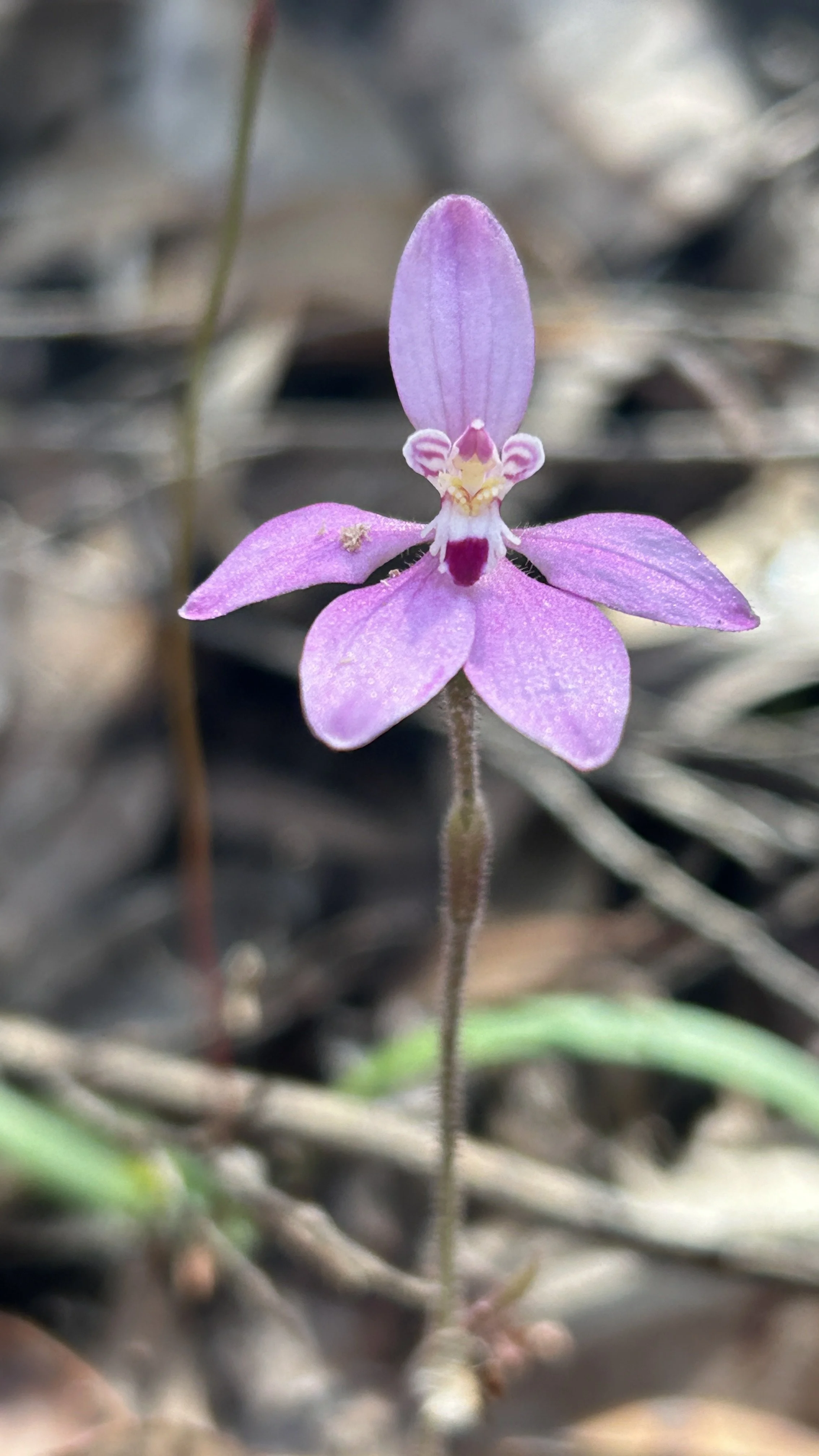 Wildflowers Stirling Ranges 24 9.jpg