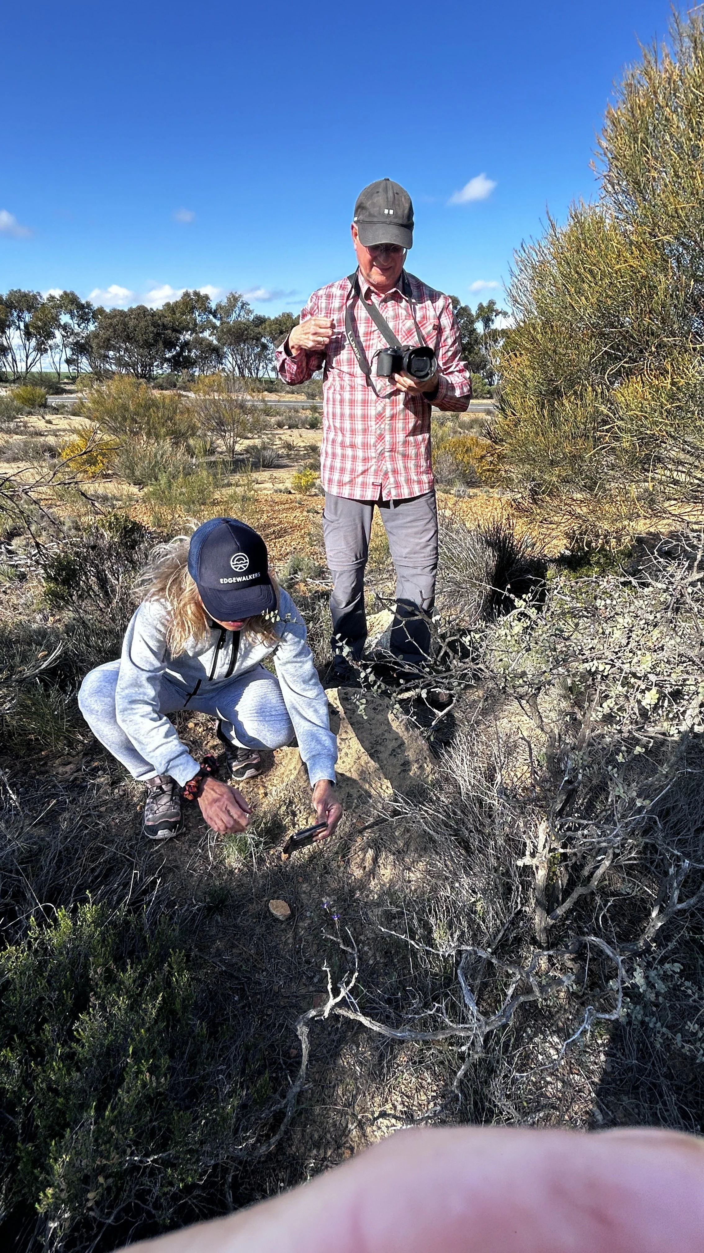 WA WIldflowers 2024 Biodiversity 3.JPG