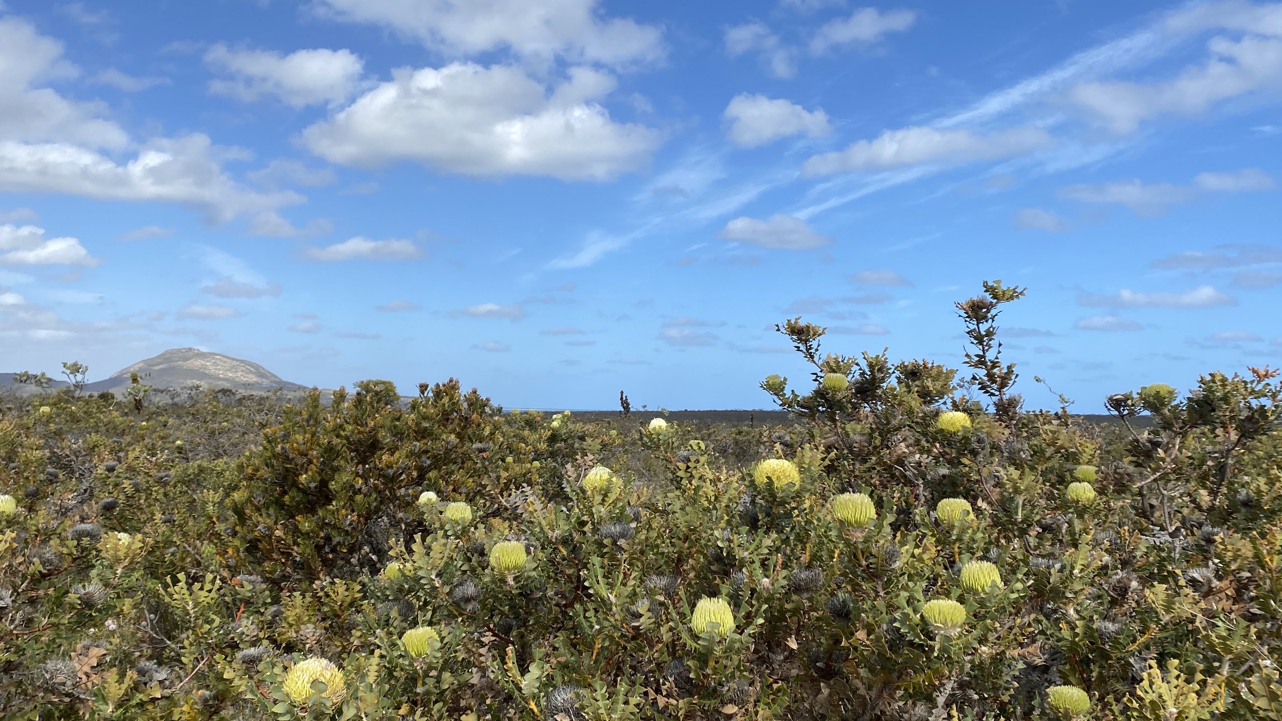 Banksia baxteri .JPG