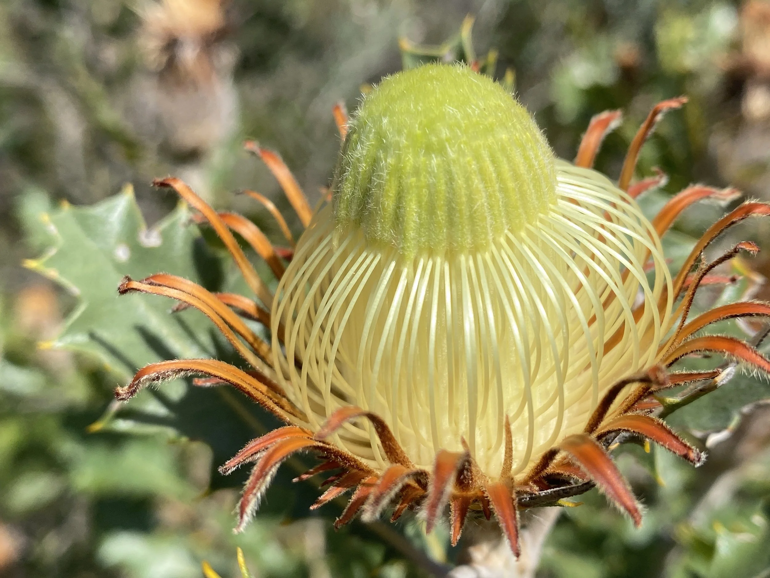 Banksia sp.JPG