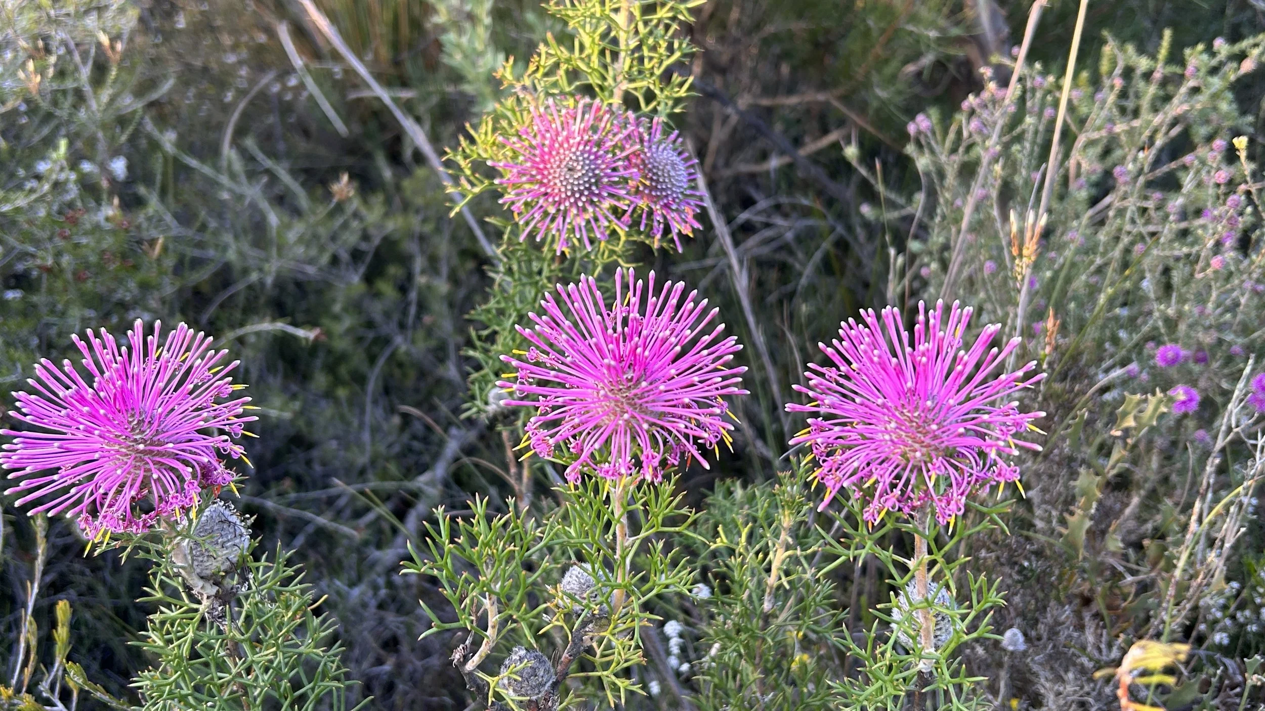 Isopogon sp. copy.JPG