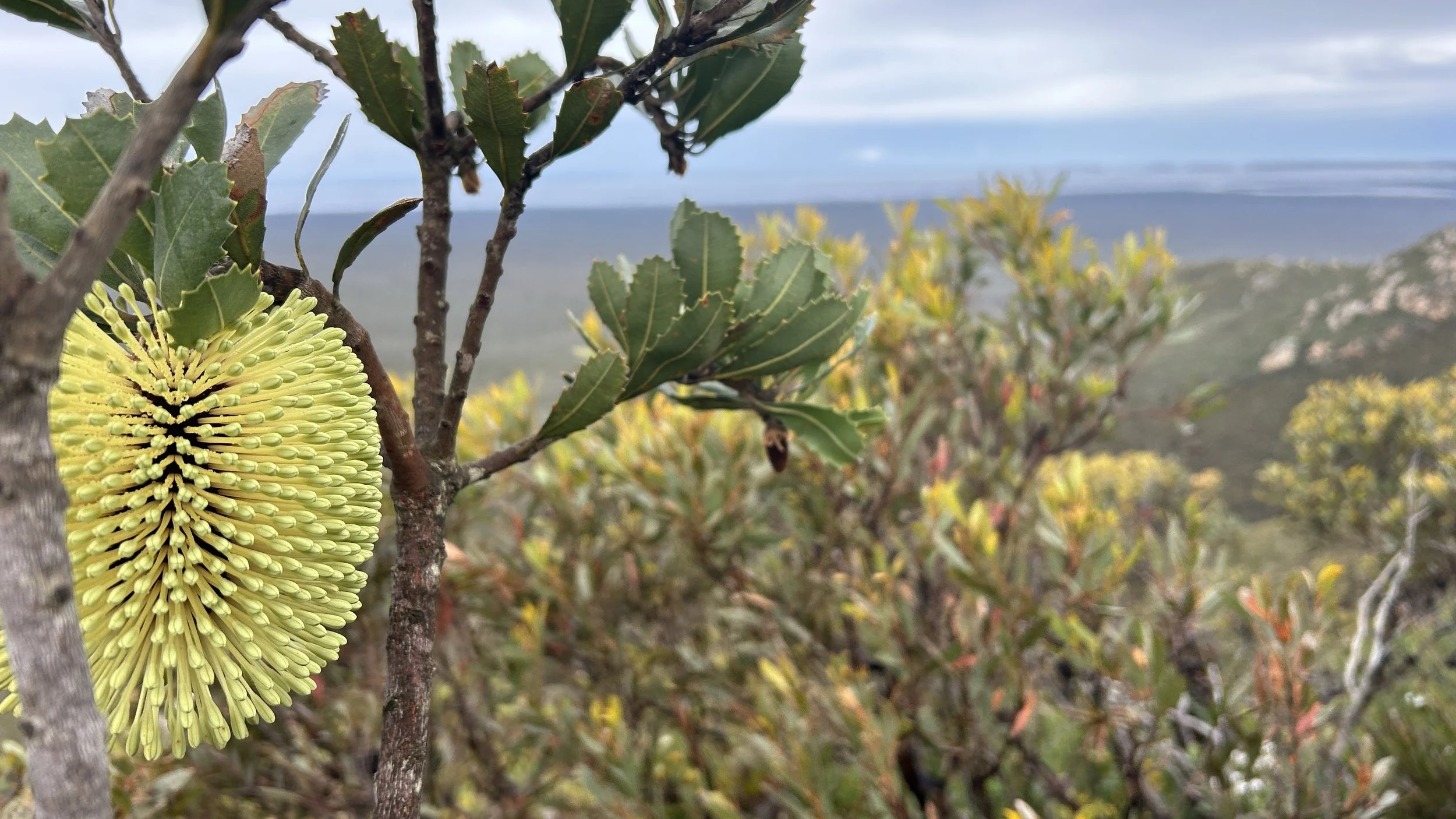 WA WIldflowers 2024 Biodiversity 38.jpg