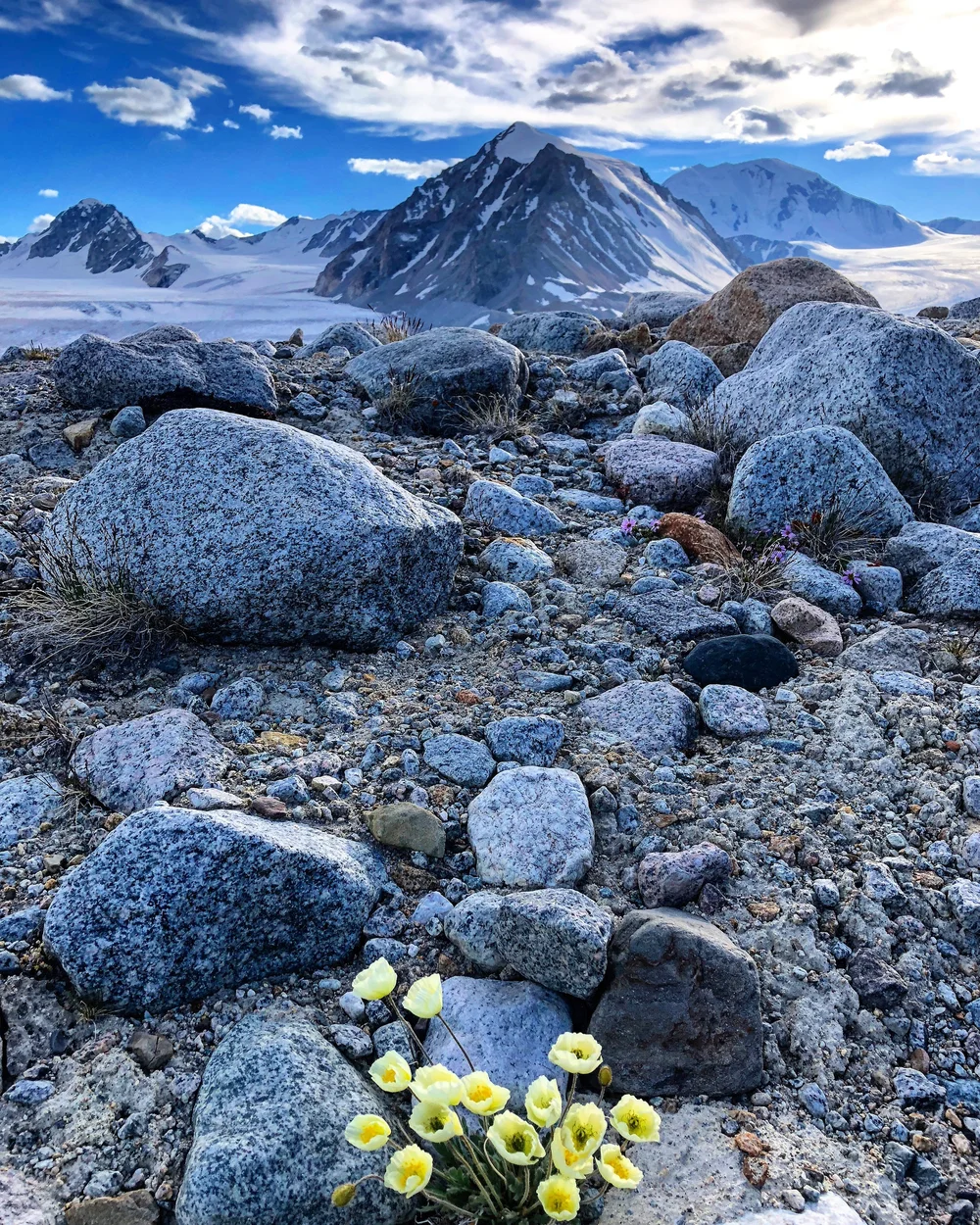 Mongolian Wildflowers ... through the Tavan Bogd National Park ...