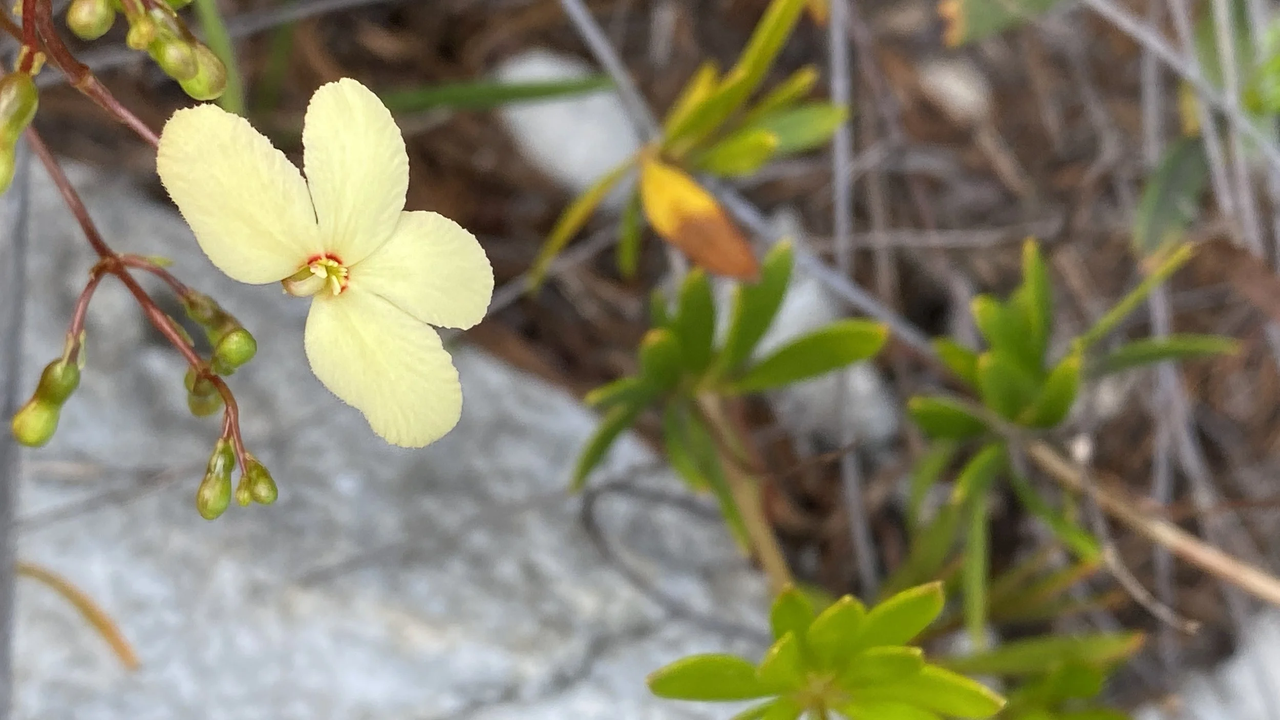 Stylidium galioides 2.JPG