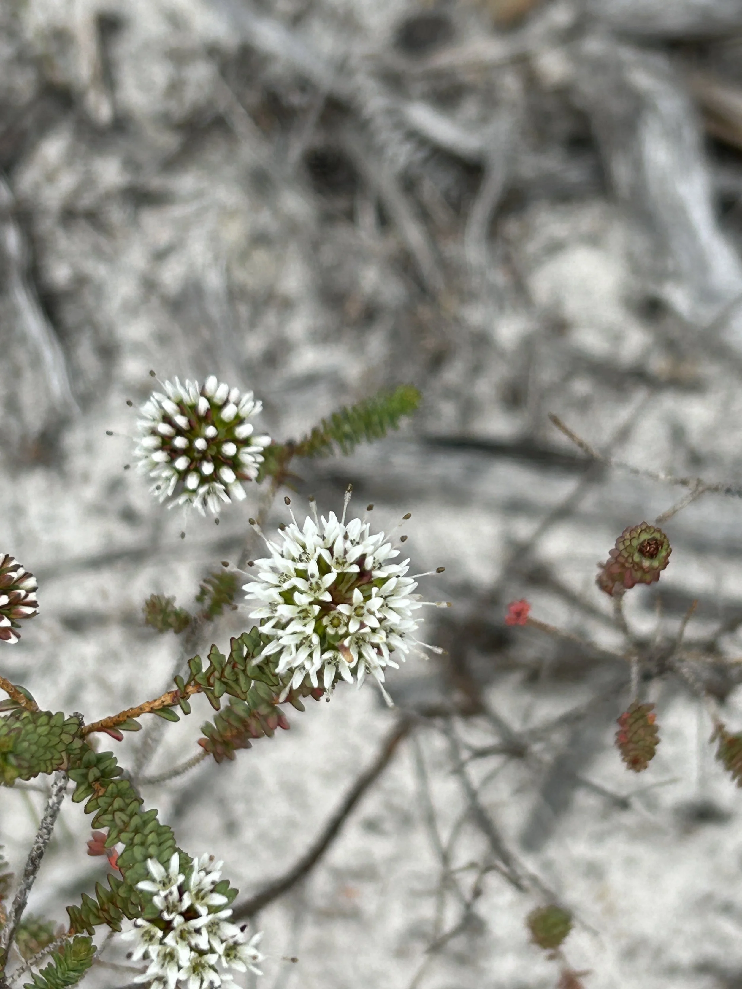 Darwinia vestita Tozer's 2023.JPG