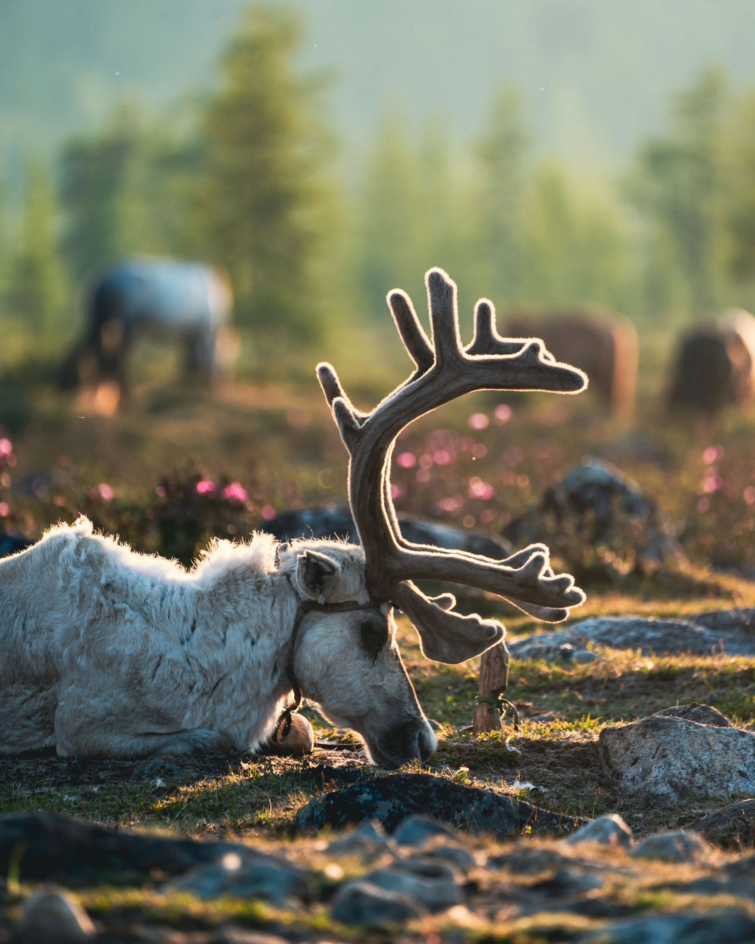 Reindeer 6.jpg