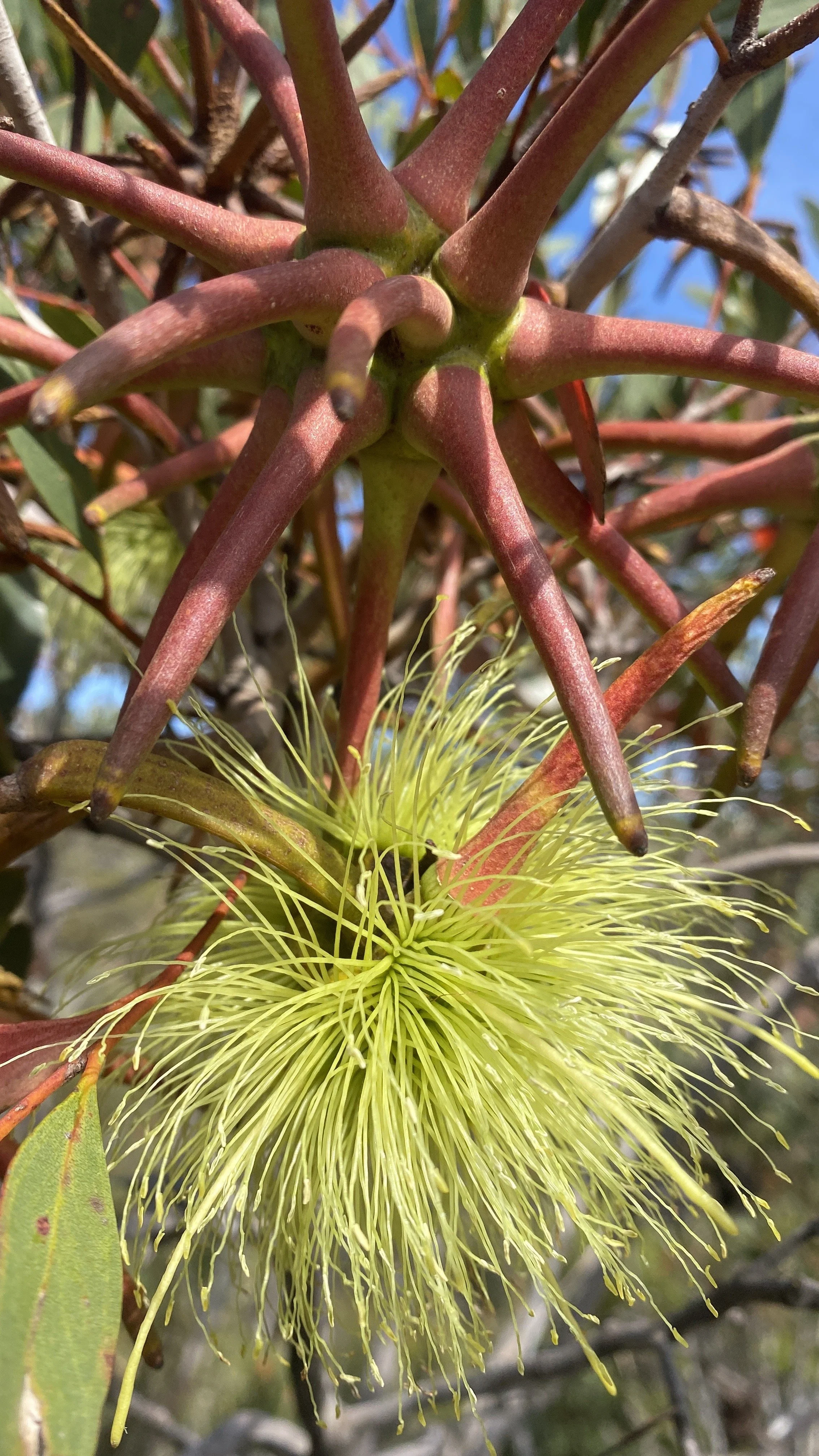 Eucalyptus lehmannii .JPG