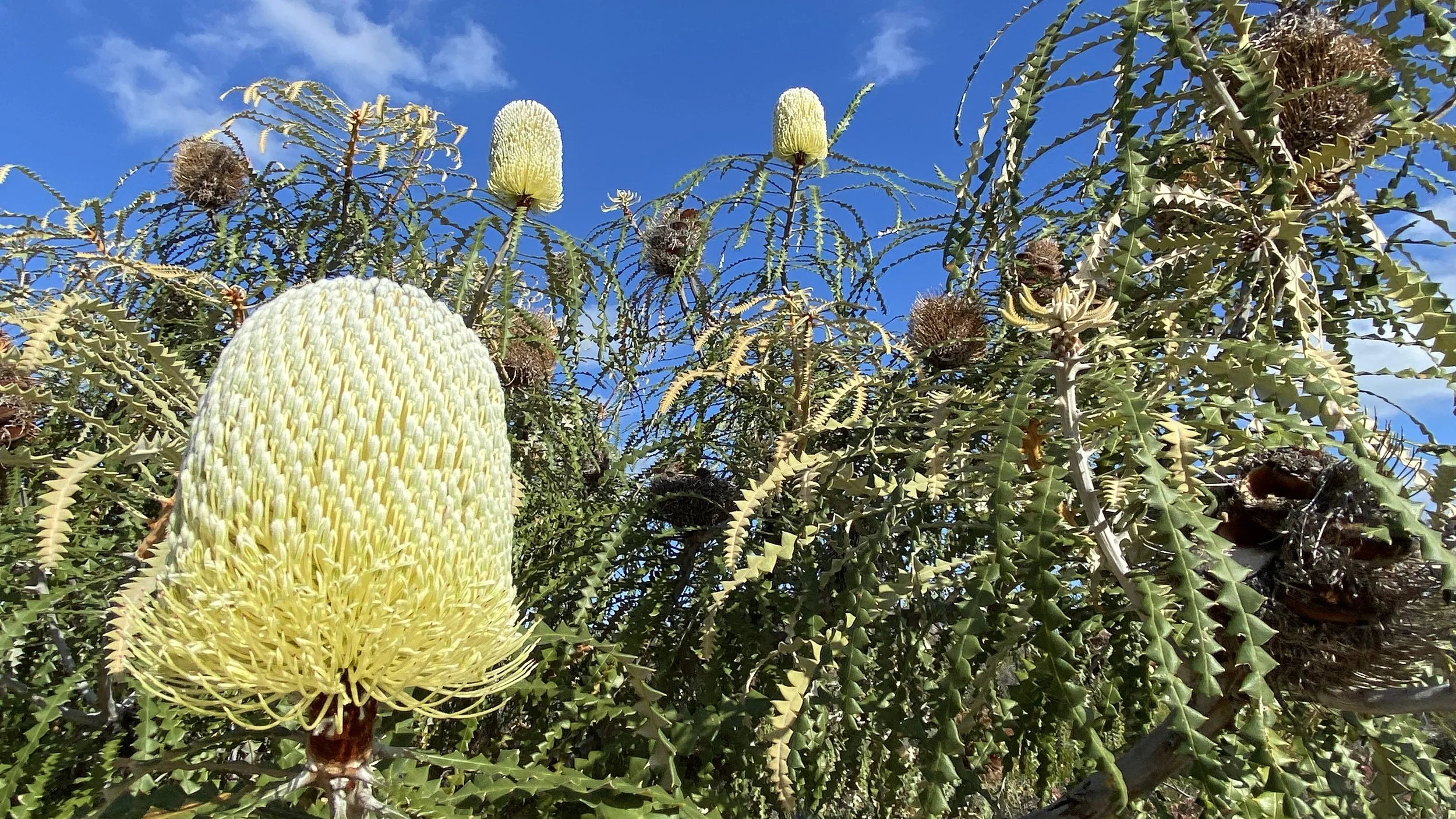 Banksia speciosa 1.JPG