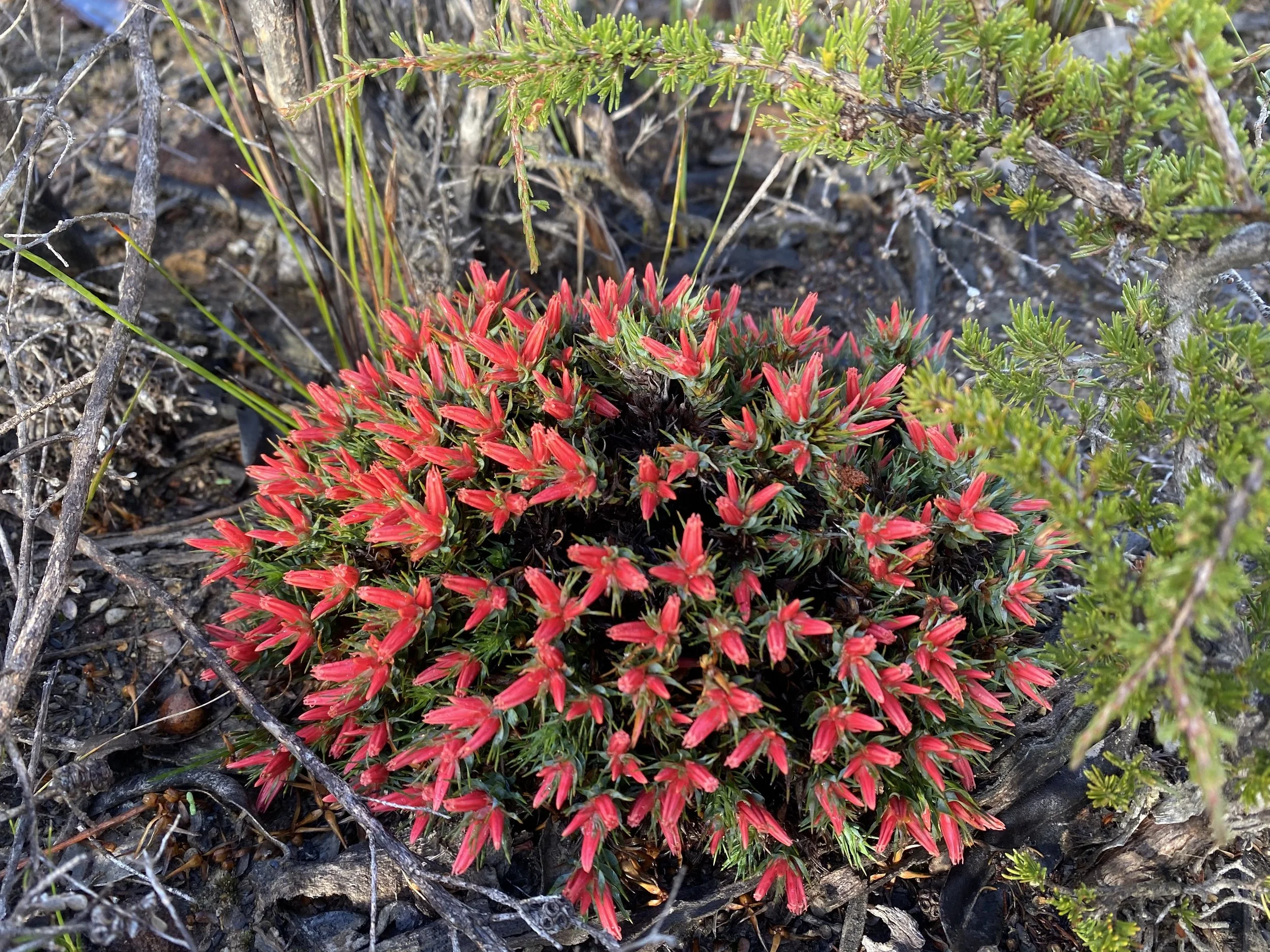 Andersonia grandiflora .jpeg