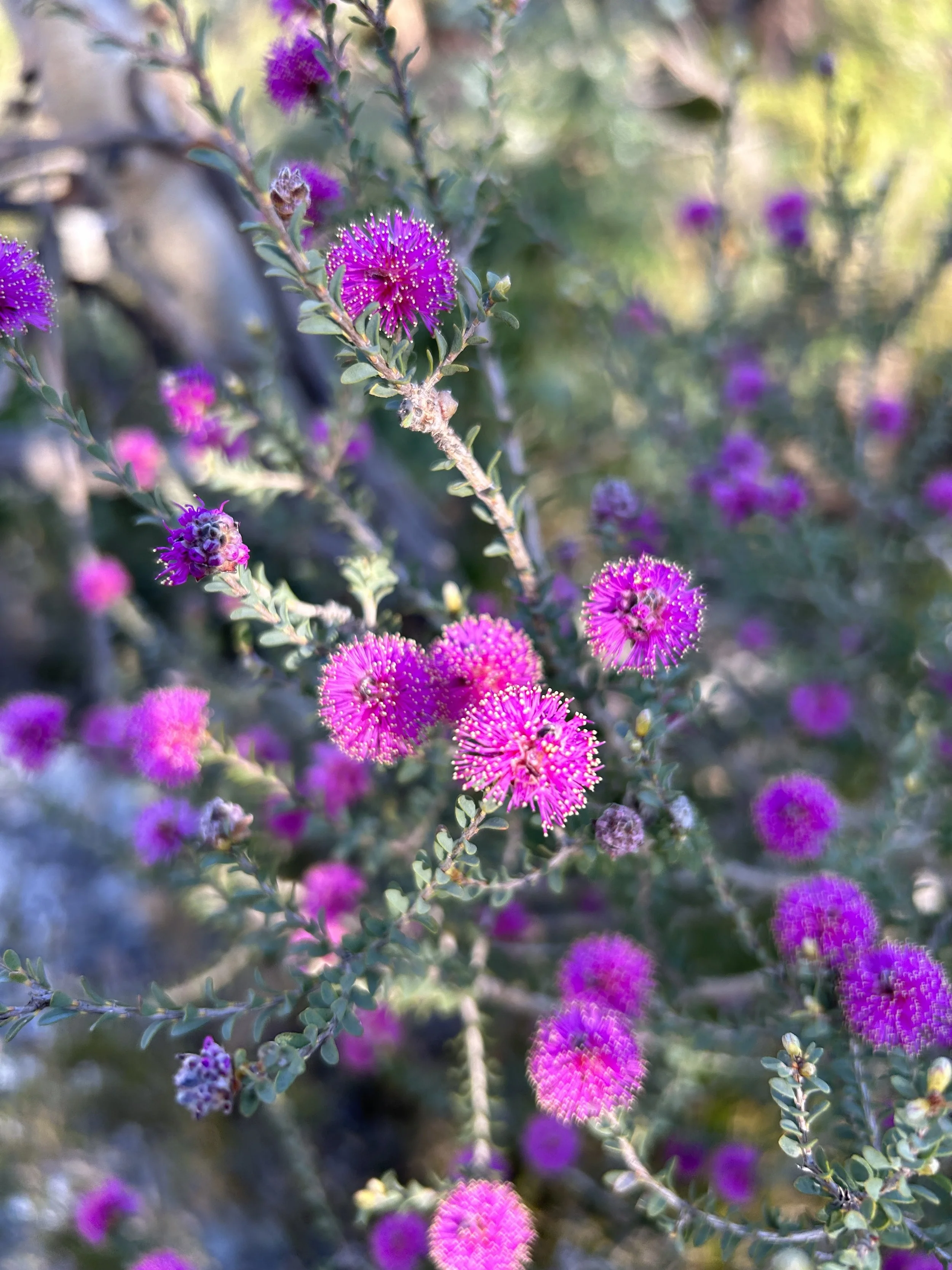 Melaleuca species Tozers Bushcamp 2023 1.JPG