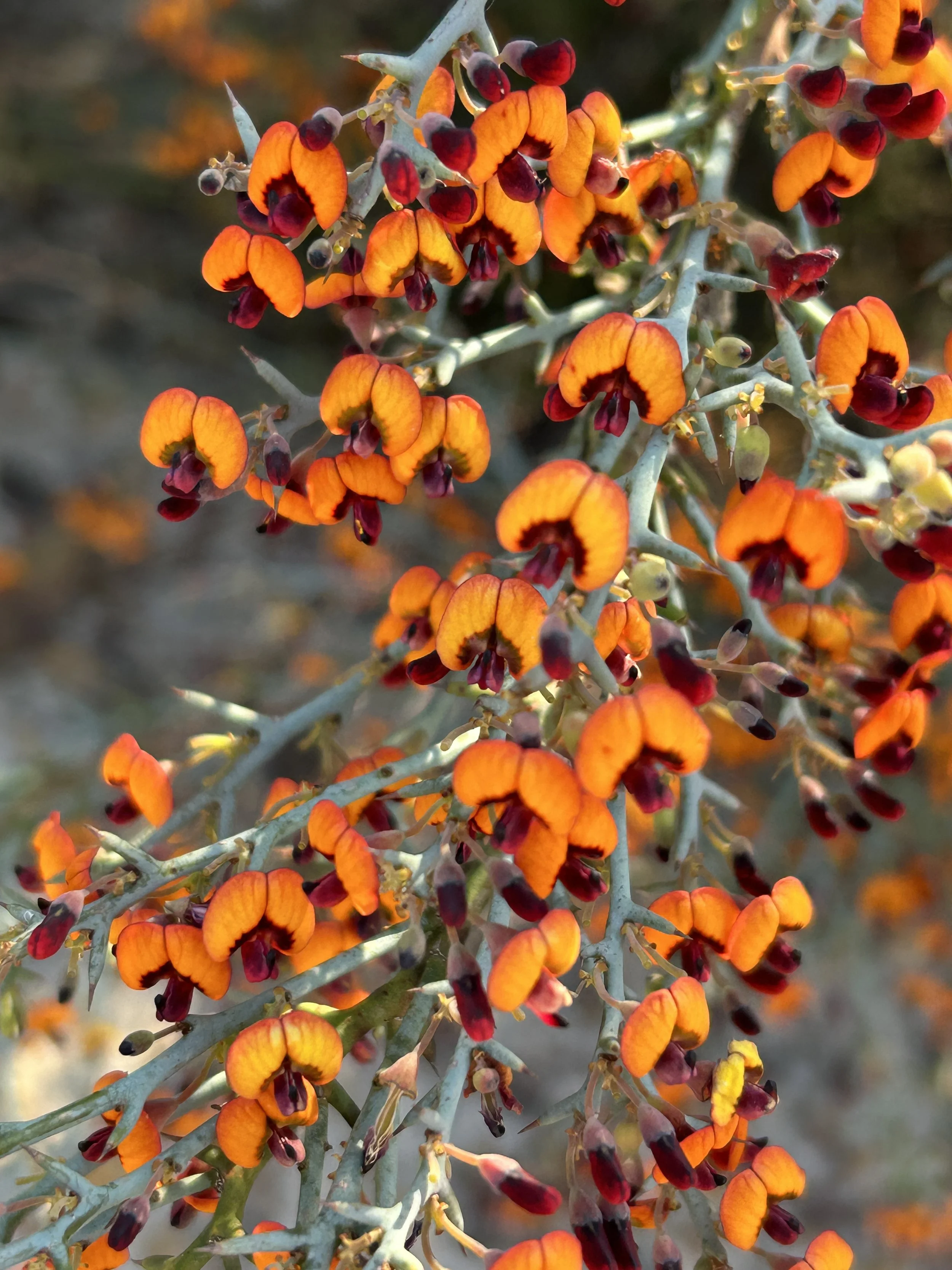 Daviesia sp 2023 Tozers Bushcamp 1.JPG