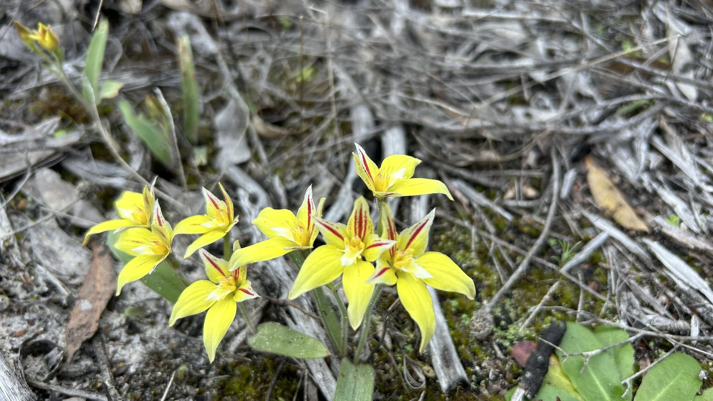 Caladenia flava 2024 Tozers Bushcamp 2.JPG