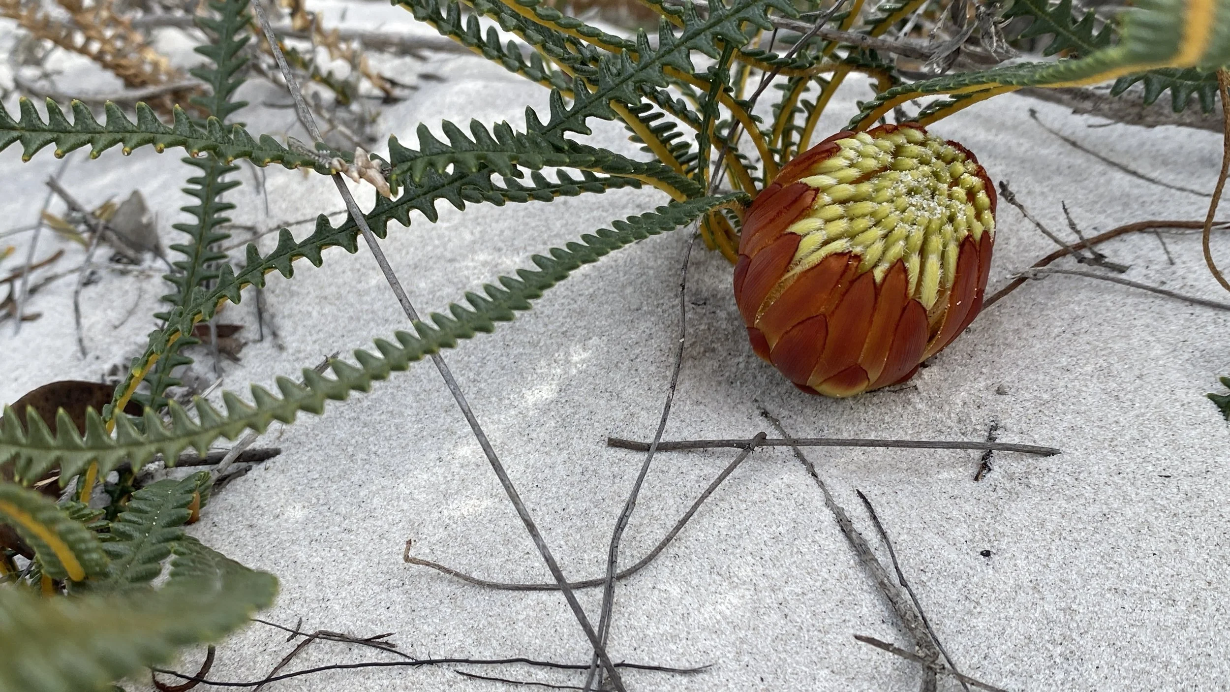 Banksia Honeypot Banksia .JPG
