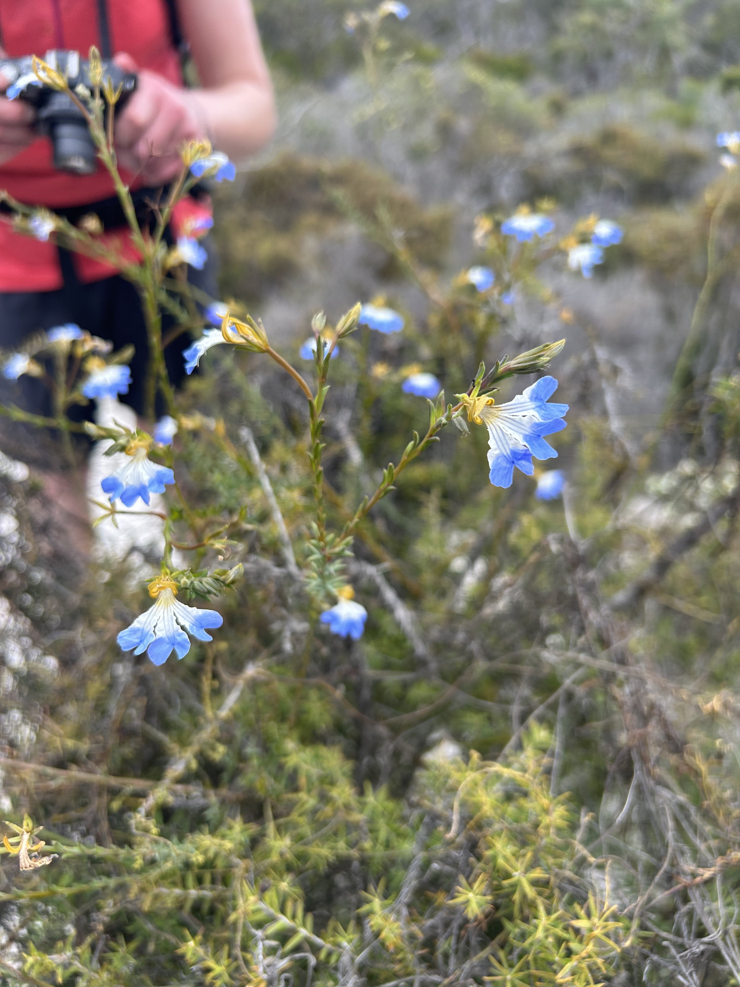 WA WIldflowers 2024 Biodiversity 9.JPG