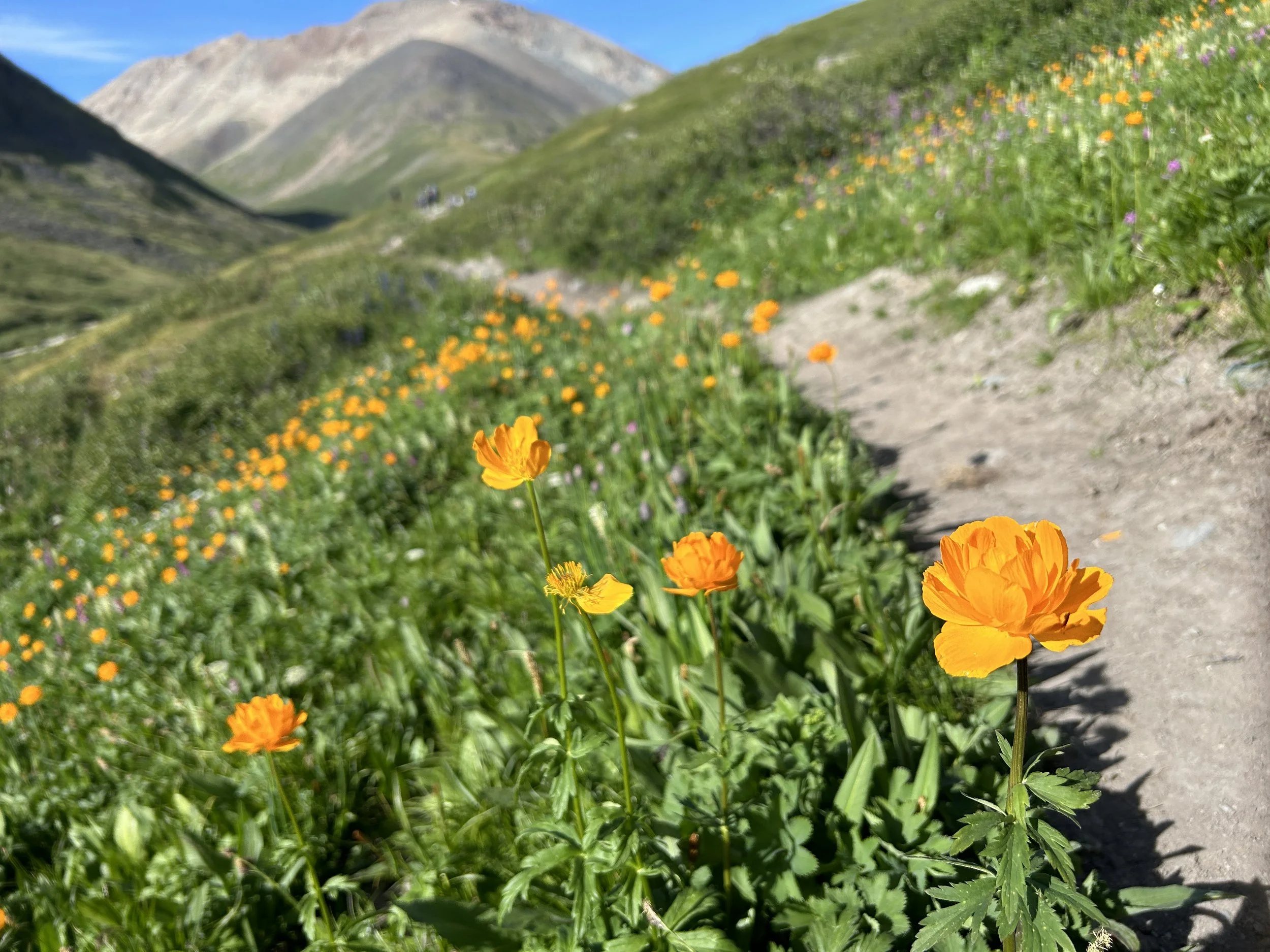 wildflowers tavan Bogd national Park 2024 2 .JPG