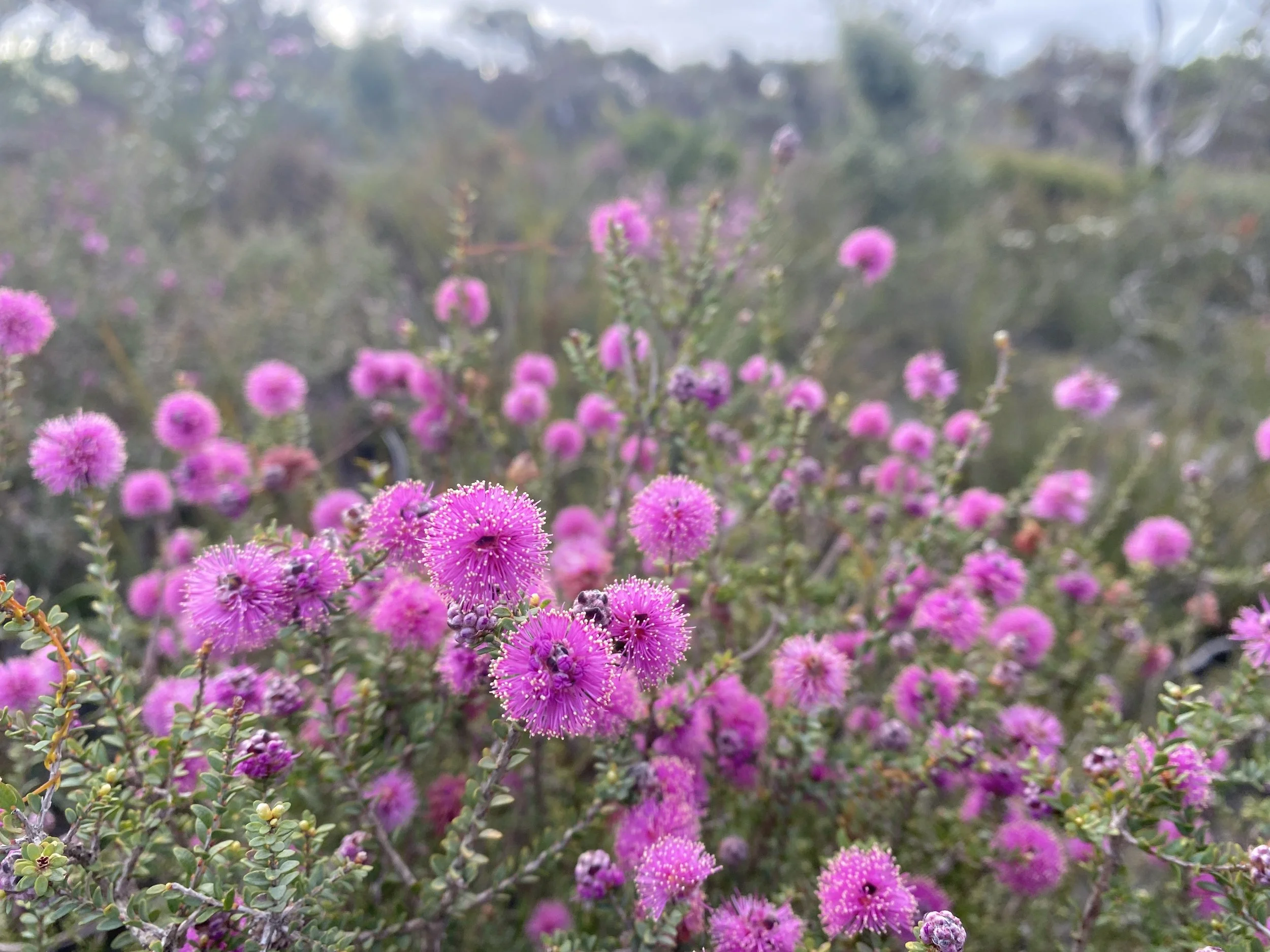 Melaleuca ryeae.JPG