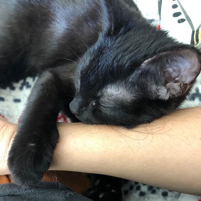 Kitten love just melts my heart.  This little package of cat energy makes me crazy but when she goes to sleep hugging your arm, the craziness is worth it.  She is absolutely a firecracker but gives so much love too.  #sleepingcats #kittenlove #blackc