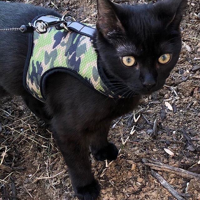 Trying out the new harness.  She&rsquo;s beautiful but I suppose most mothers are bias.  CamoKittty on the prowl. #shesbeautiful #blackcat #blackcatbeauty #blackcatdiaries #sheltercatsarethebest #lostdogandcatrescue #camokitty #beautifulblackcats