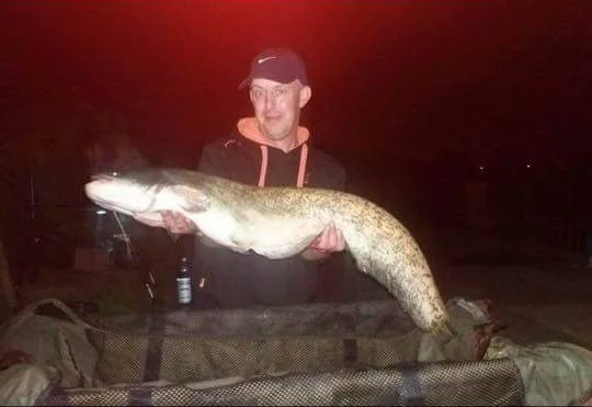 Fairlands Stevenage Small Catfish.jpg