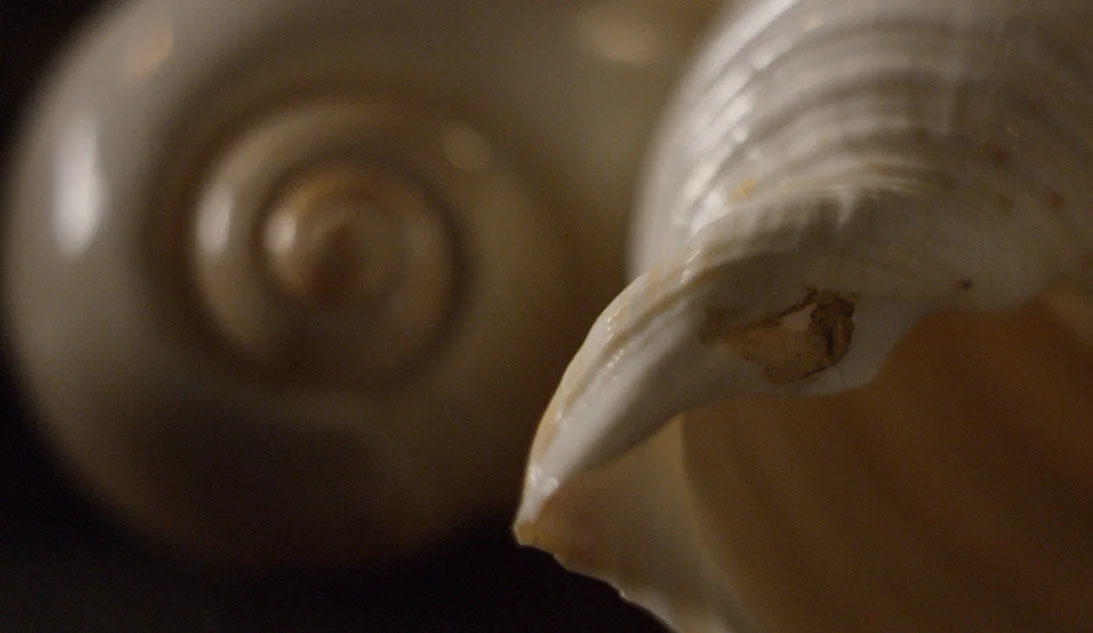 Schermata 2020-11-12 alle 01.56.43 copy.jpg