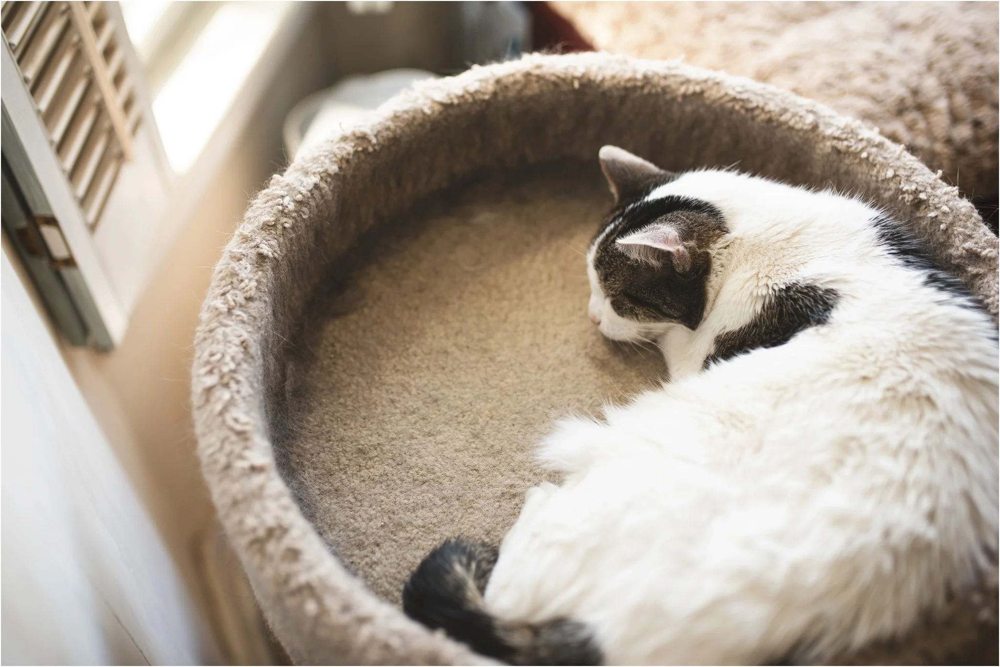cat sleeping