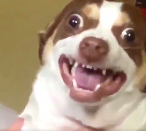 Mr Bubbs 2.png