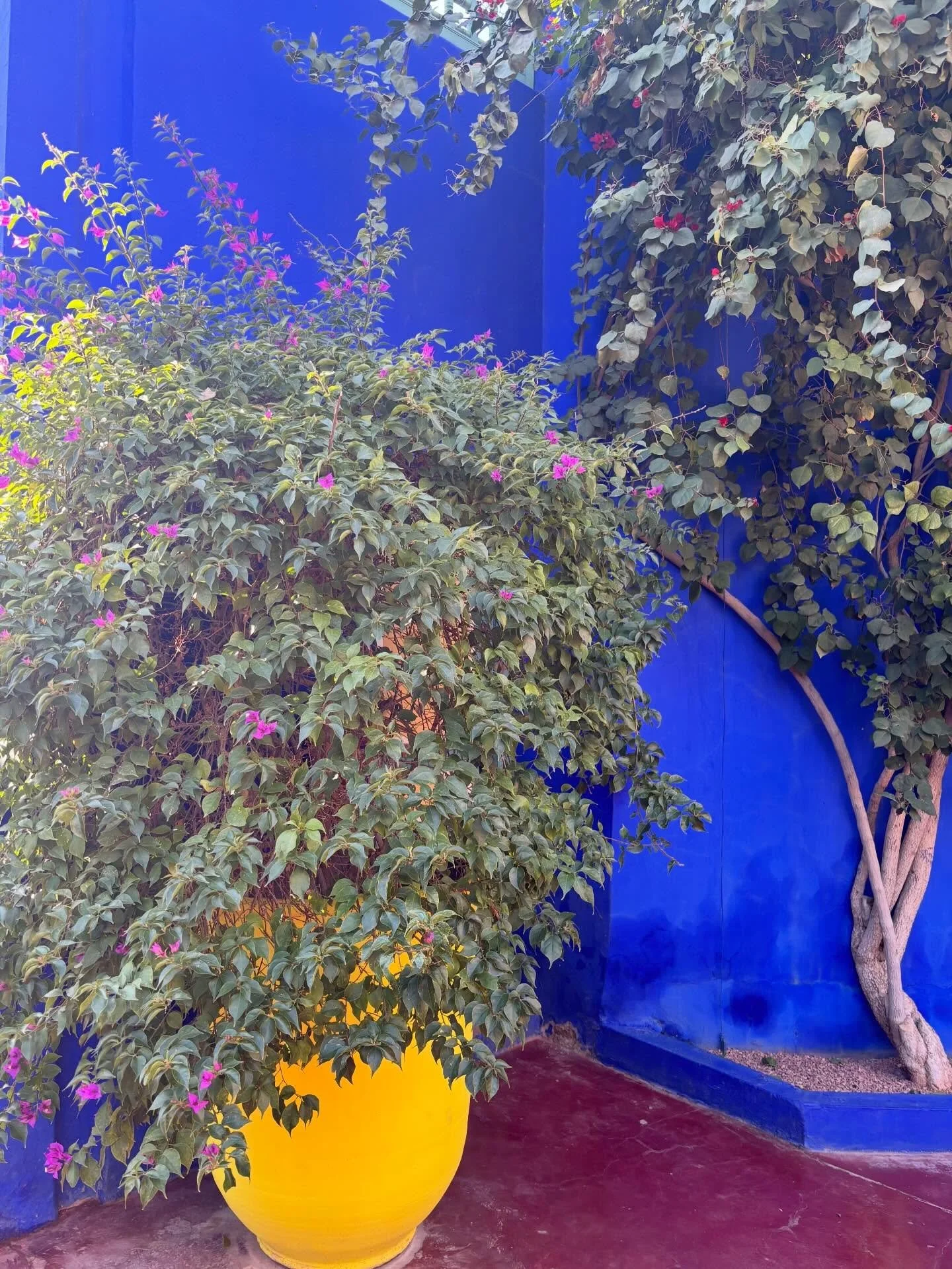 Merry Marrakesh Christmas 🇲🇦🎄