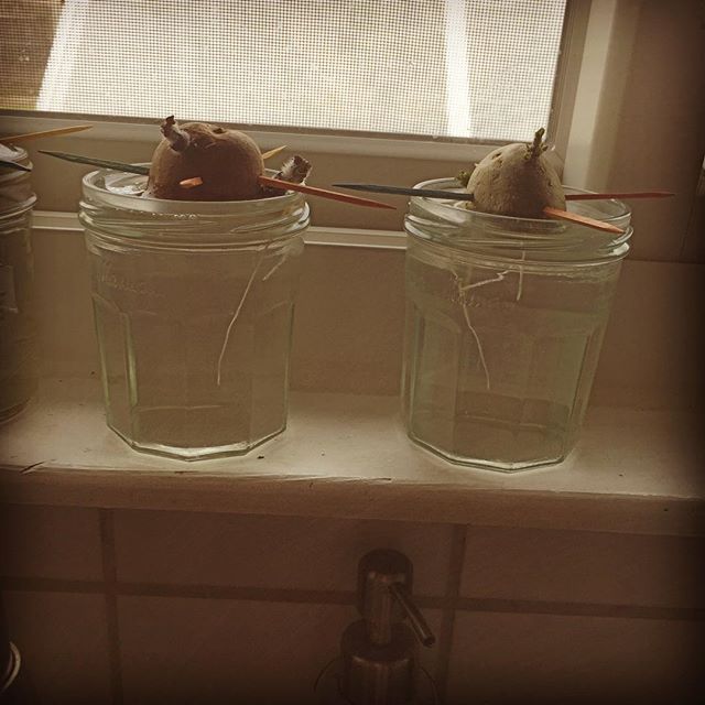 Sprouting potatoes in the windowsill. Almost ready to be planted! :) #urbangardening