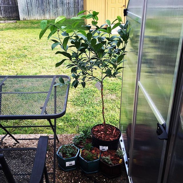 Container garden. #three #meyerlemontree #oregano #silverthyme #chocolatepeppermint #dill #urbangardening