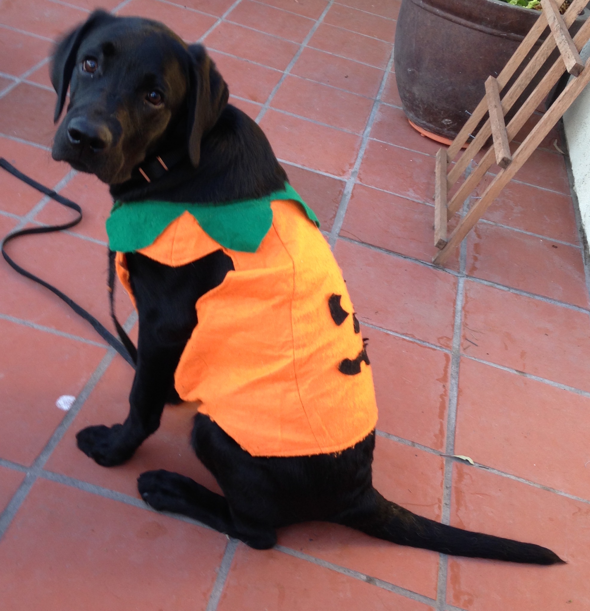 Club Outing-Puppy Halloween at Pumpkin City Pumpkin Patch in Laguna Hills