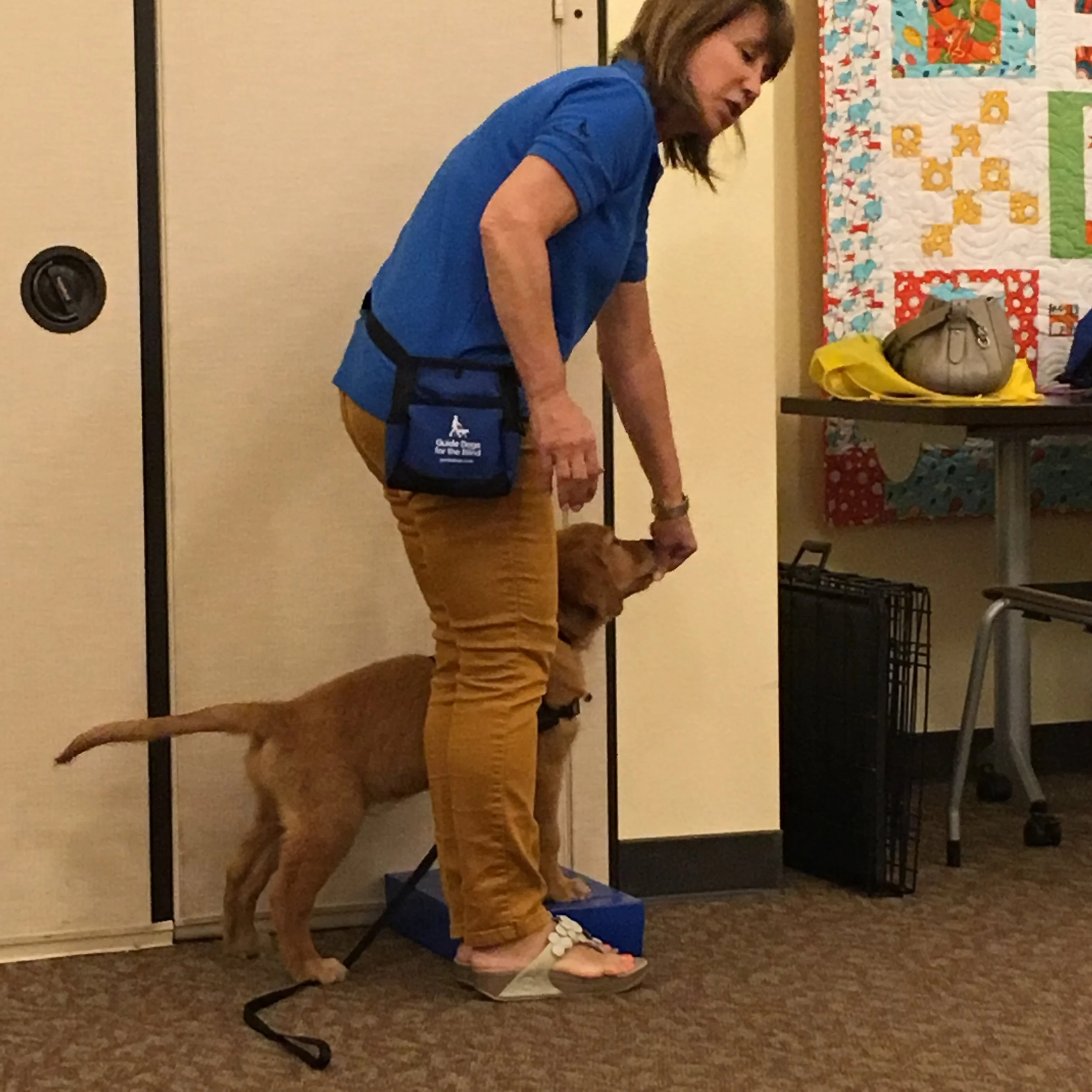 EXTRA TRAINING CLASS & INTERESTED PUPPY RAISERS OR SITTERS