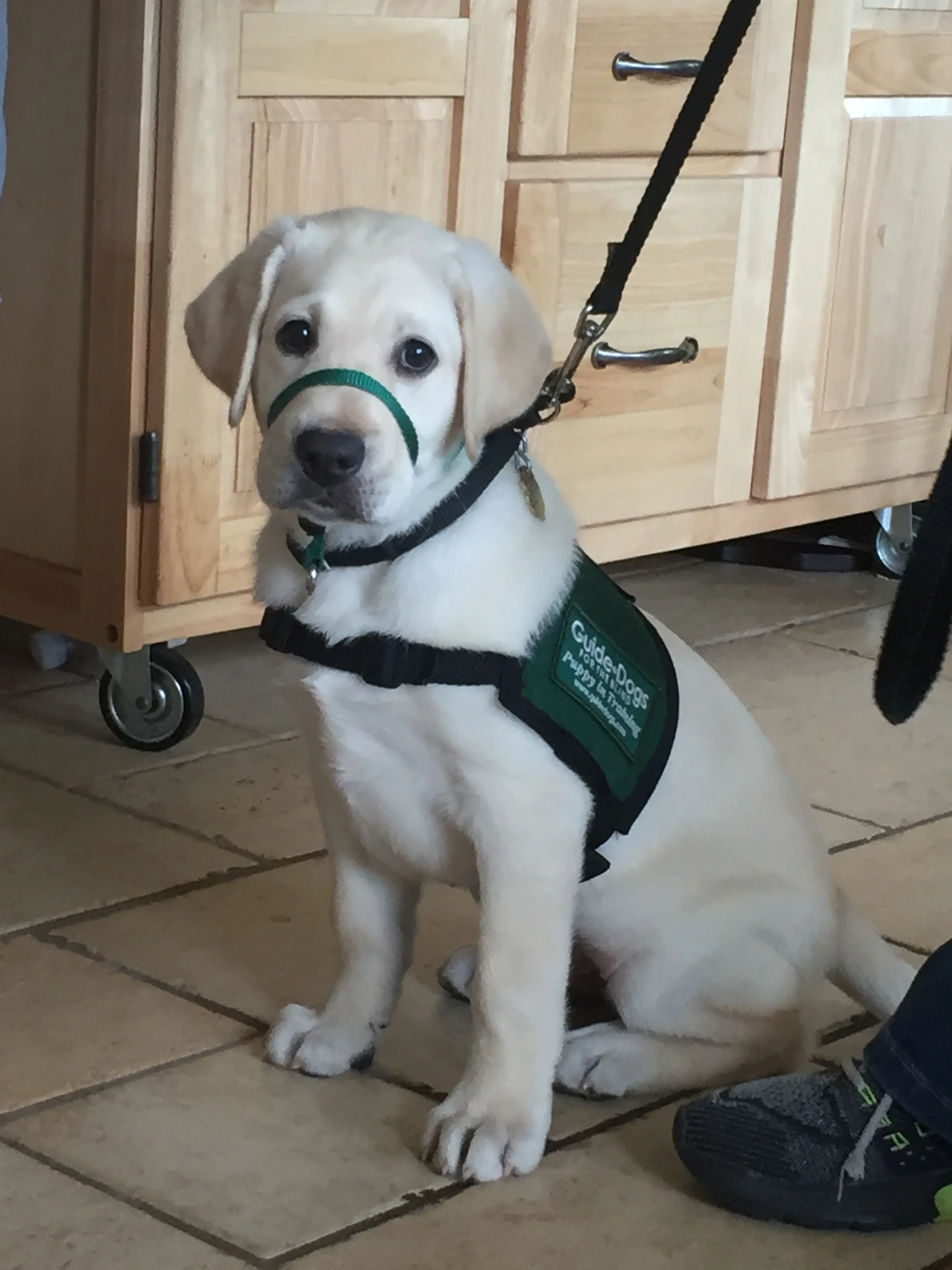 EXTRA TRAINING CLASS & INTERESTED PUPPY RAISERS OR SITTERS