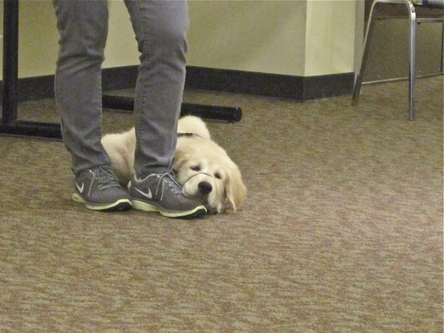 MEETING: Oak Grove Elementary School