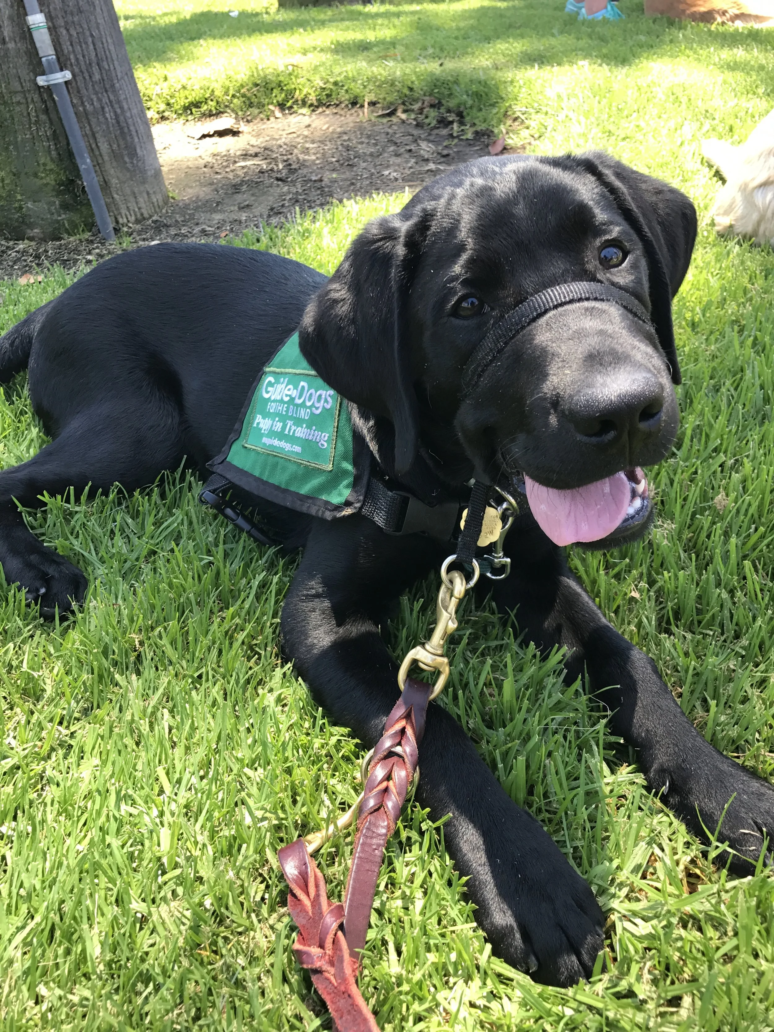 2017 June  Farmers Market Ubu.JPG