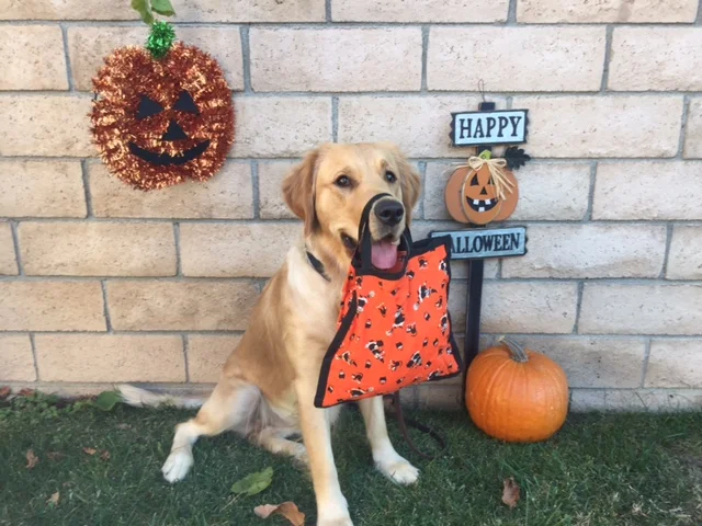Club Outing - Tanaka Farms Pumpkin Patch
