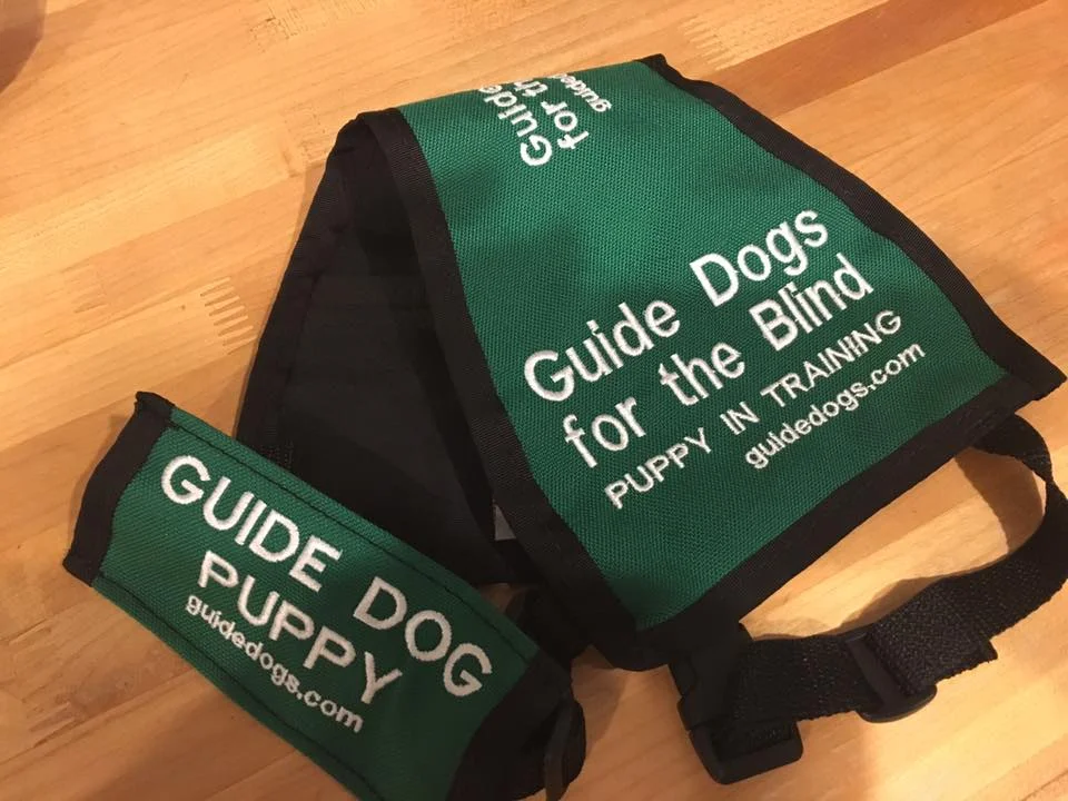 EXTRA TRAINING CLASS AND INTERESTED PUPPY RAISERS OR SITTERS