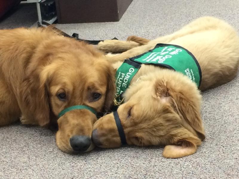 EXTRA TRAINING CLASS AND INTERESTED PUPPY RAISERS OR SITTERS