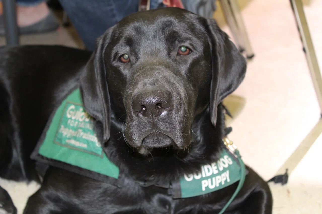 EXTRA TRAINING CLASS AND INTERESTED PUPPY RAISERS OR SITTERS