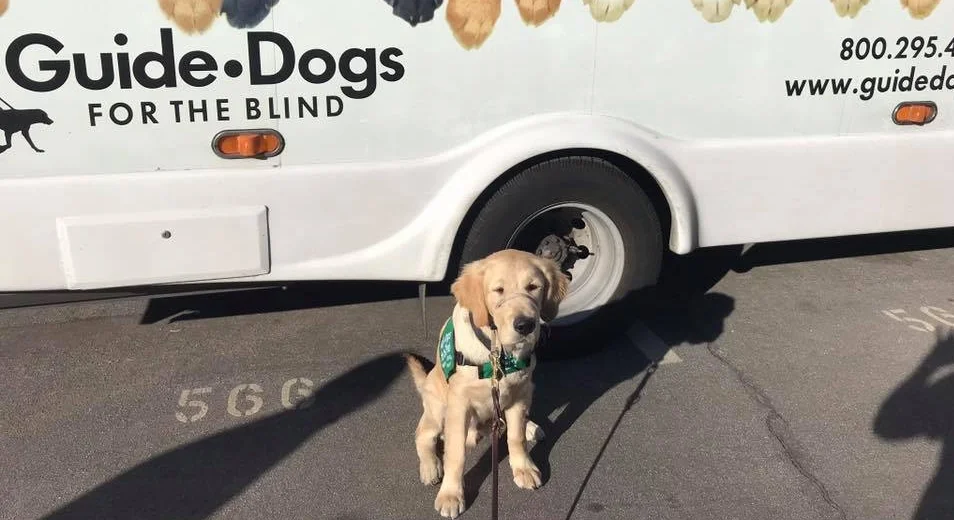 Puppy Truck